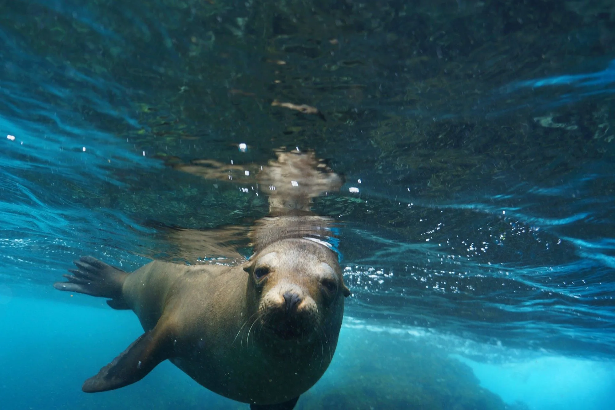 Galapagos sea lion playing near the surface