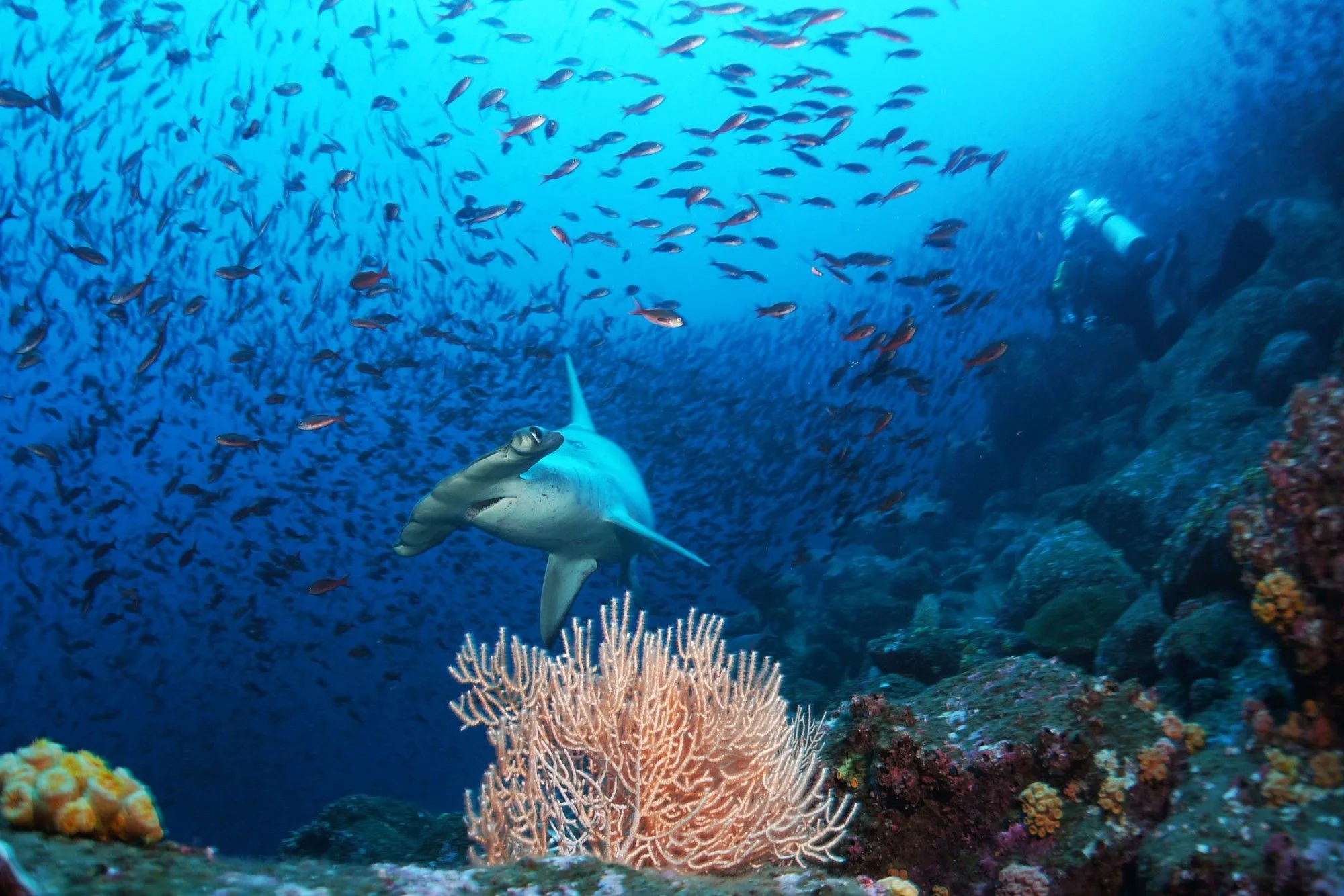 Hammerhead shark in a cloud of reef fish at Wolf