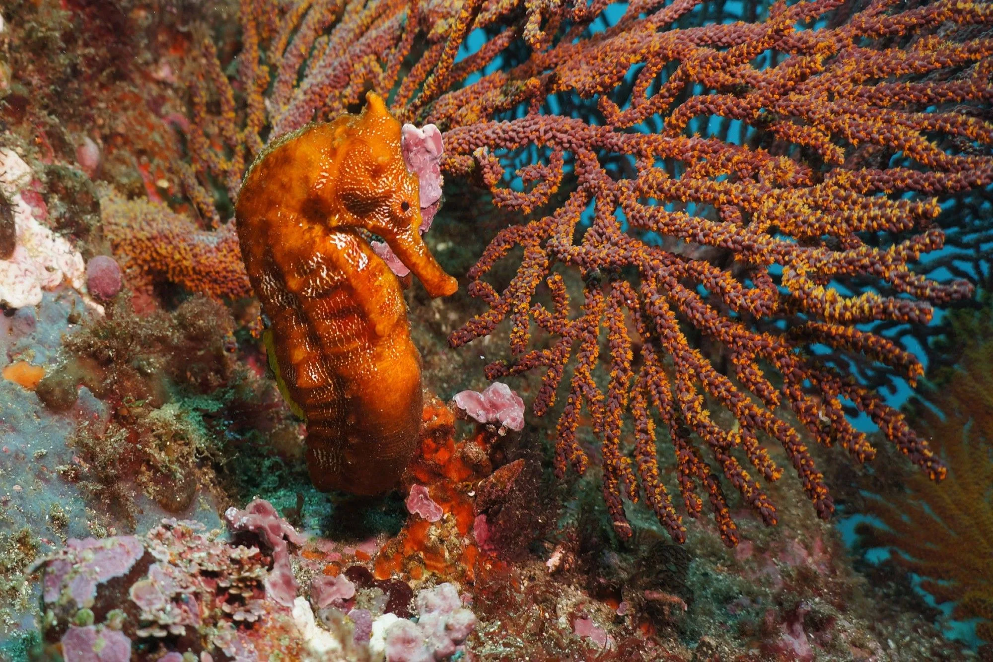 Pacific seahorse on a gorgonian fan