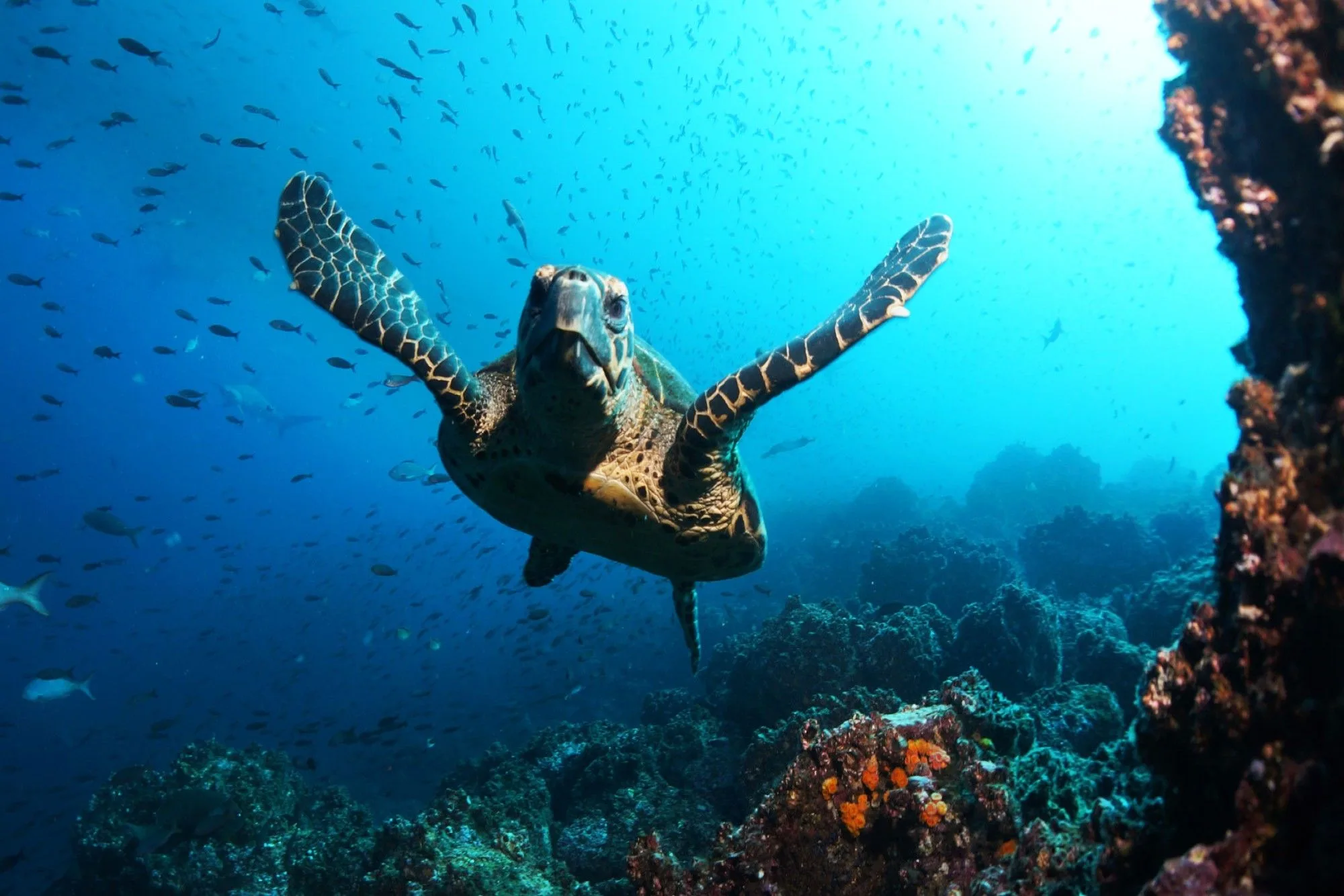 Sea turtle gliding over the reef