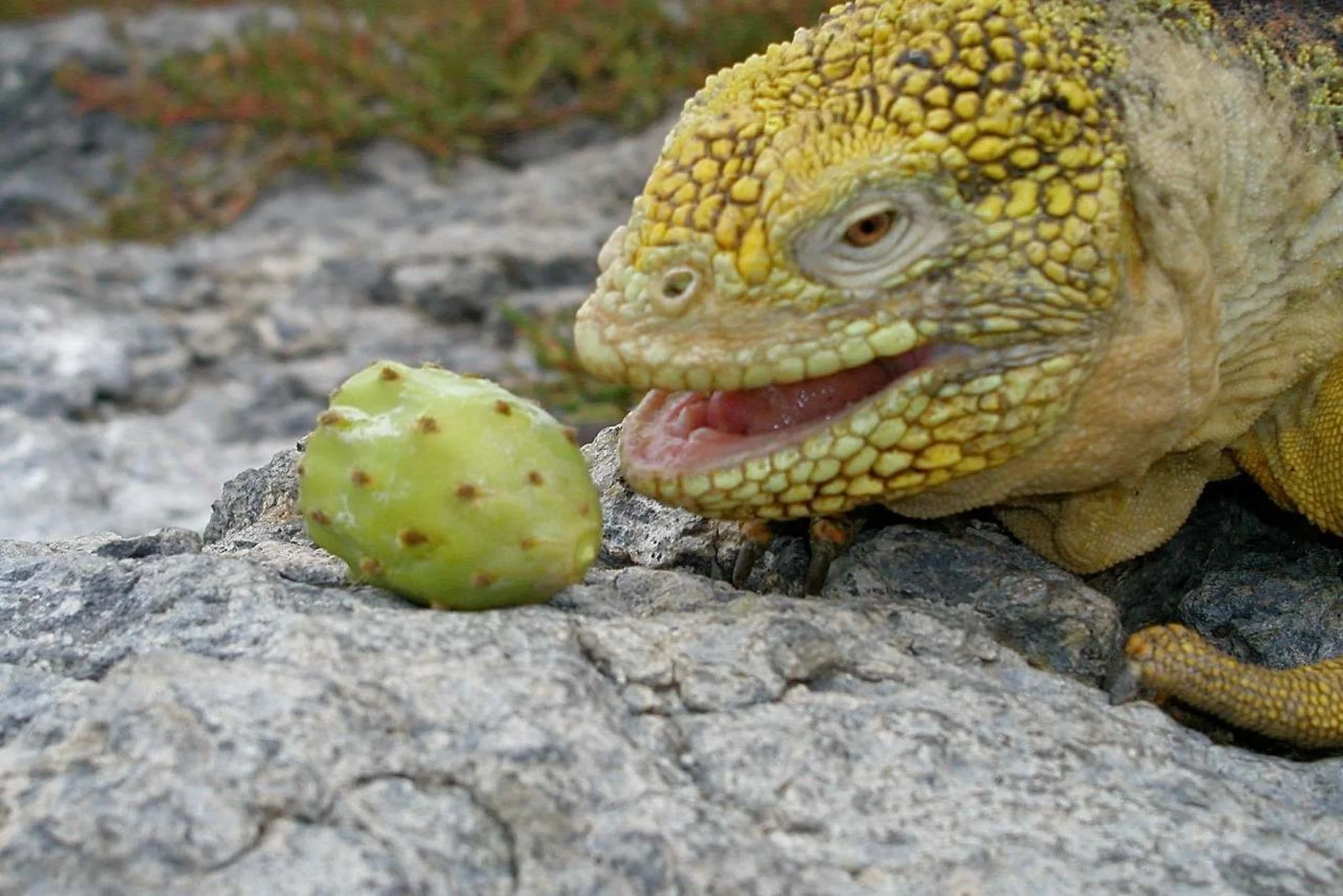 Land iguana feeding on a prickly pear fruit