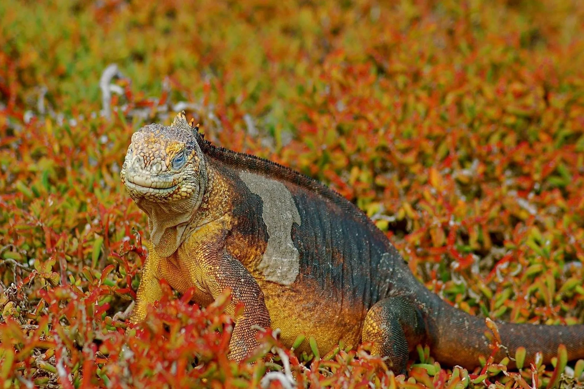 Land iguana among red ground vegetation