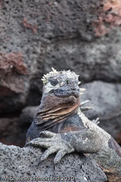 Marine iguana on lava rocks