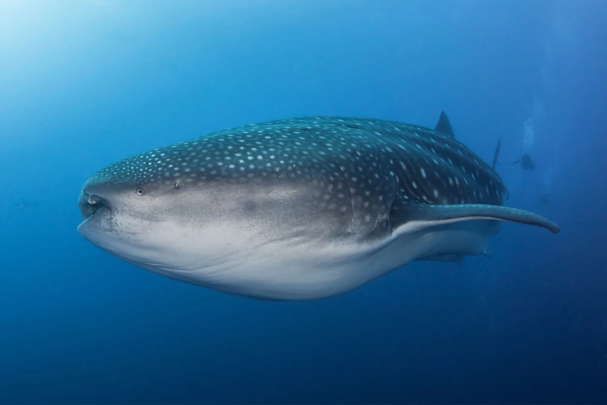 Whale shark in the waters of Darwin Island