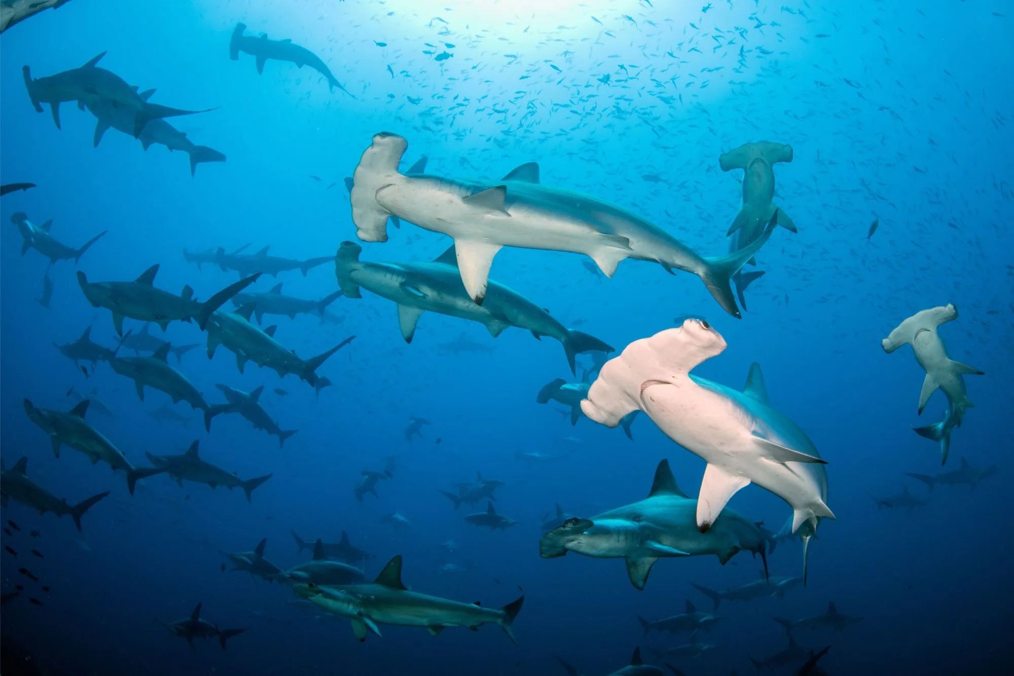 School of hammerhead sharks at Wolf Island