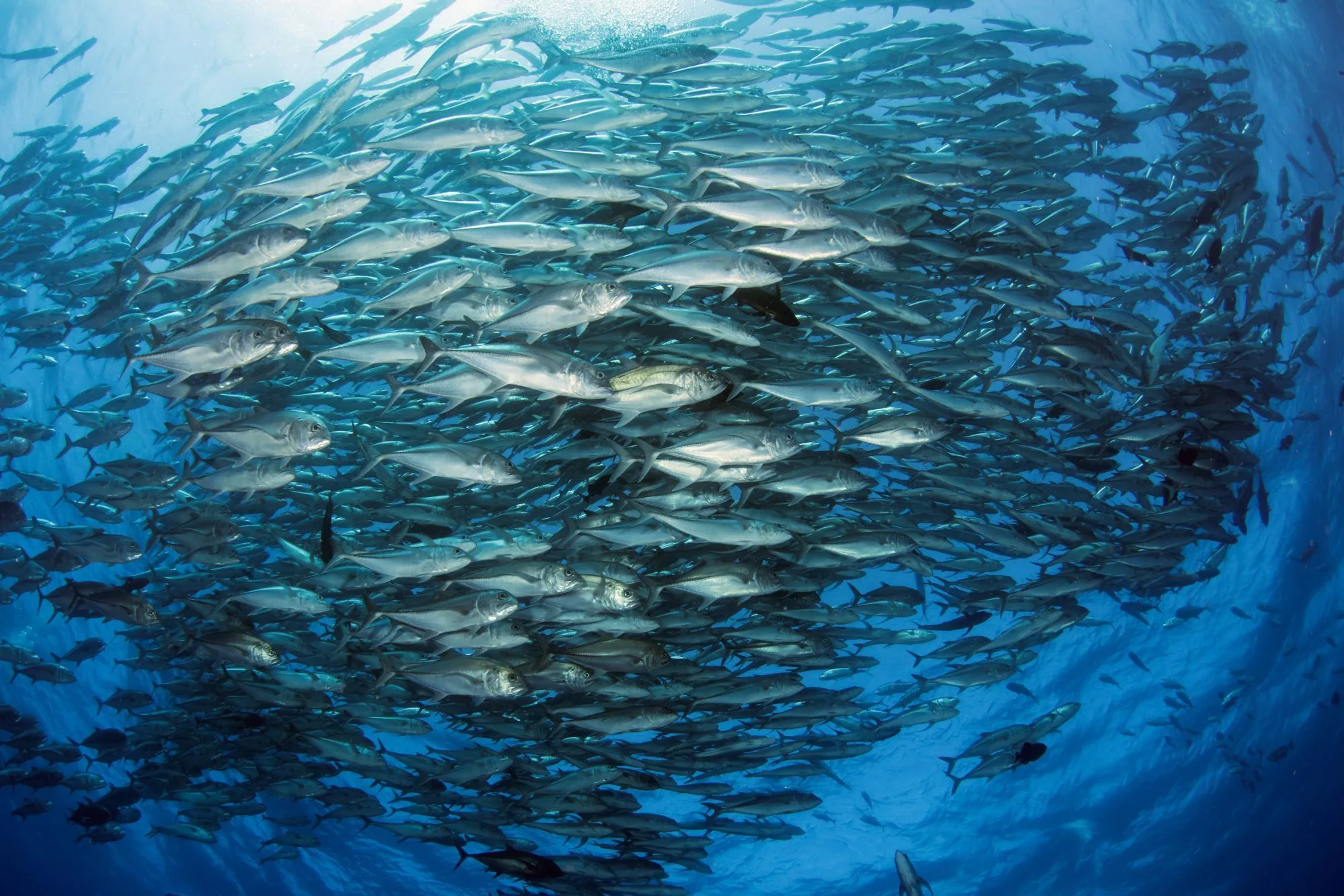 Dense school of fish in the Galapagos Marine Reserve