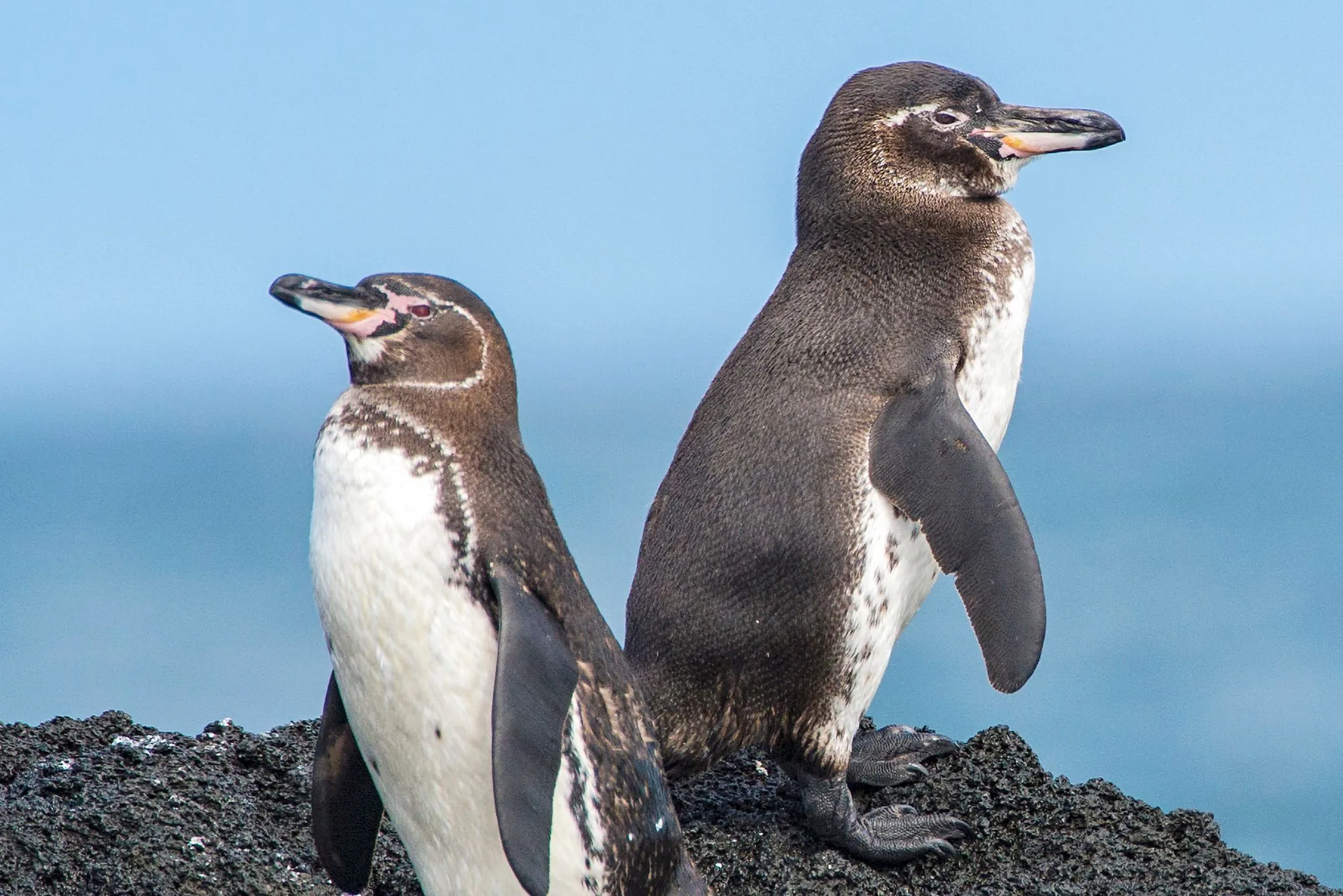 Galapagos penguins on a lava shore