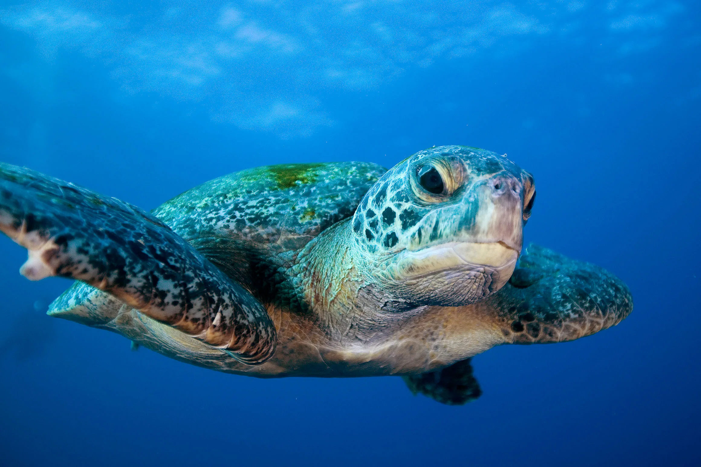 Green sea turtle on a Galapagos reef