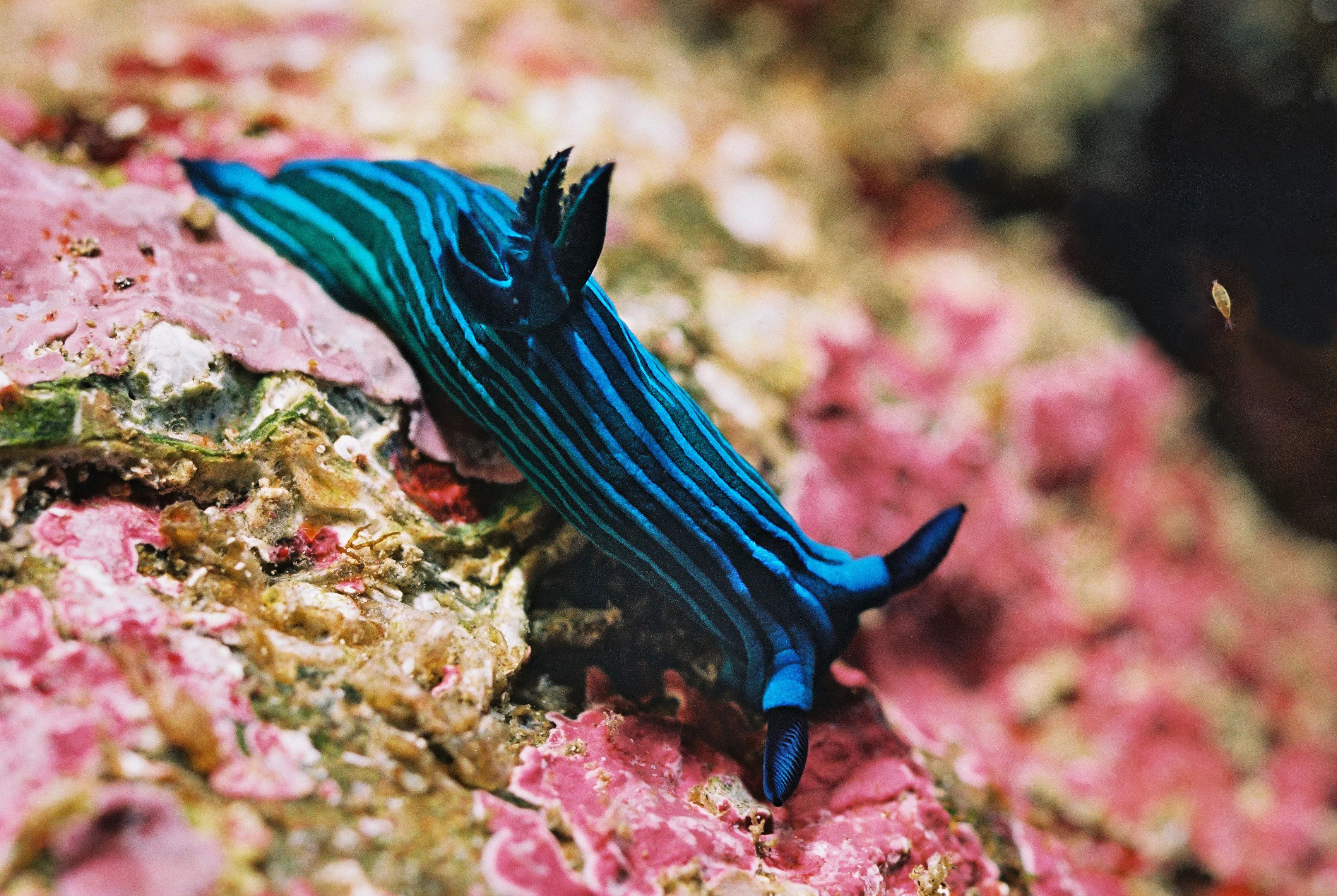 Nudibranch on a Galapagos reef