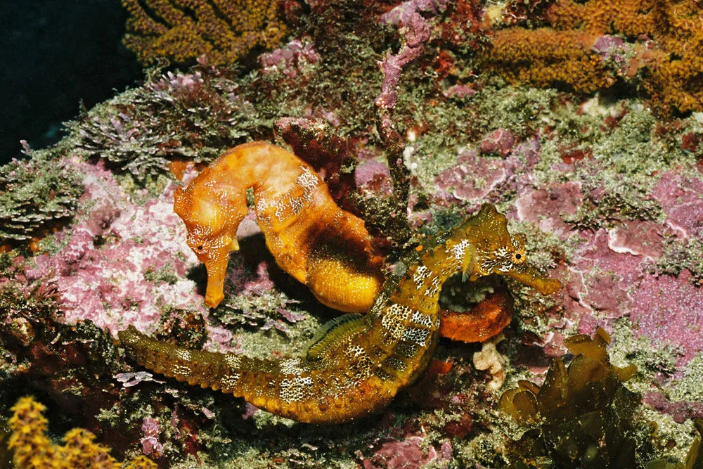 Seahorse on the wall at Punta Vicente Roca