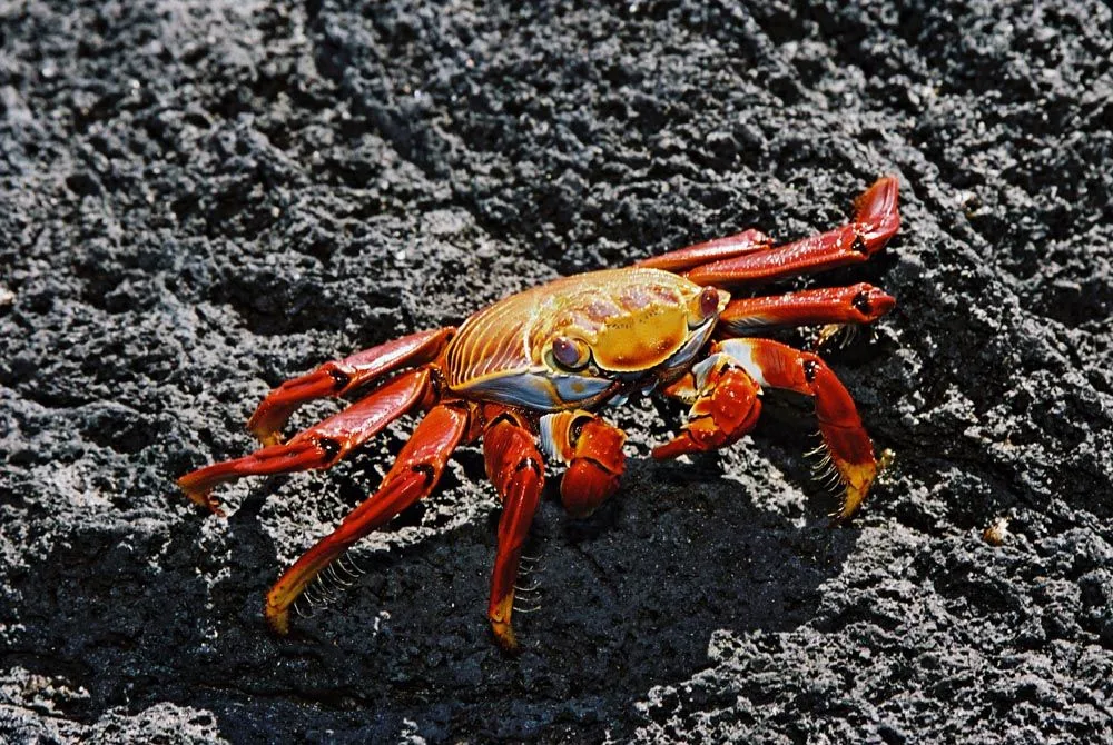 Sally Lightfoot crab on black Galapagos lava