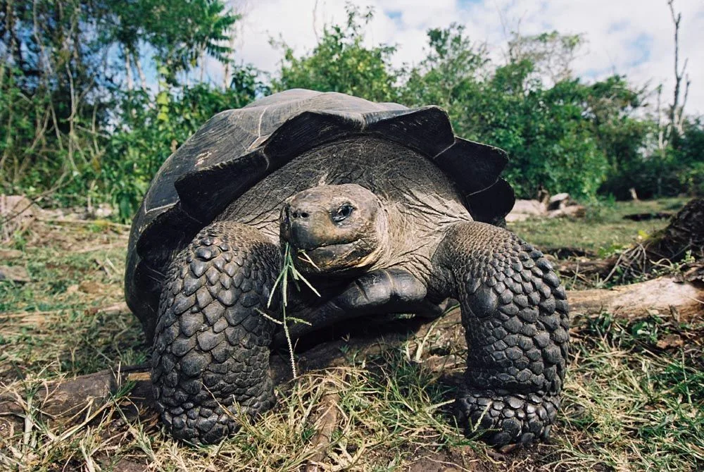 Giant tortoise in the highlands of Santa Cruz