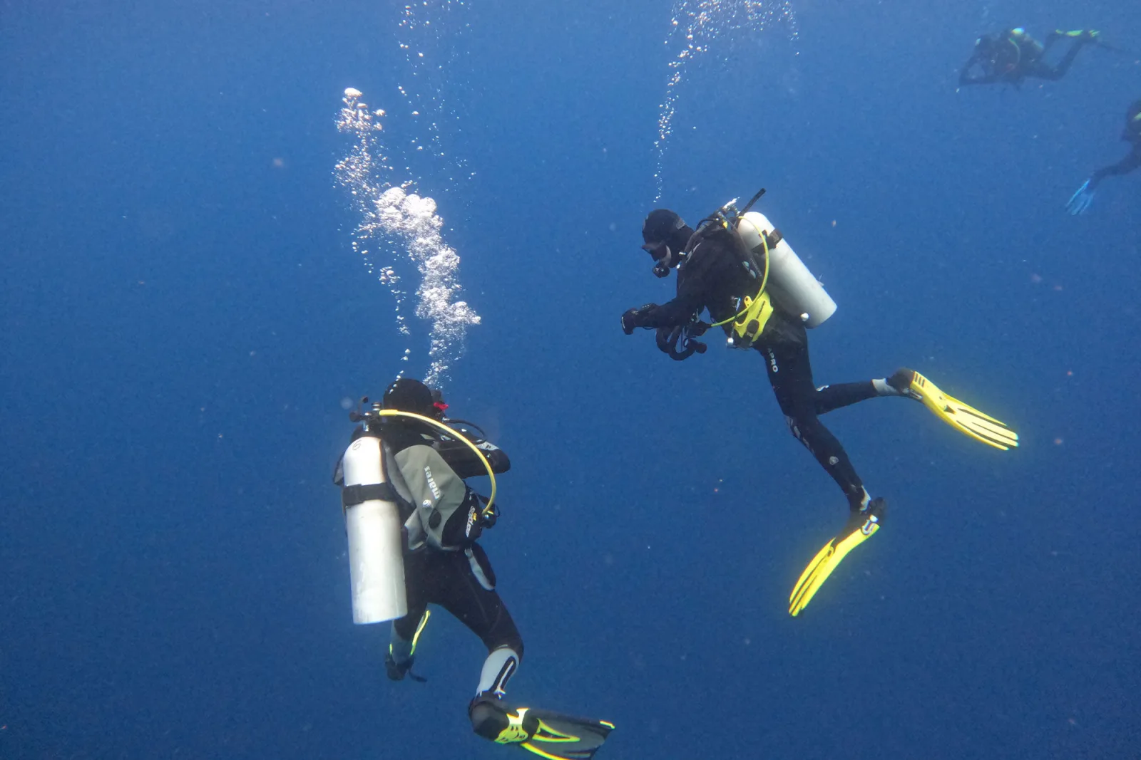 Divers descending into the blue water of the Galapagos