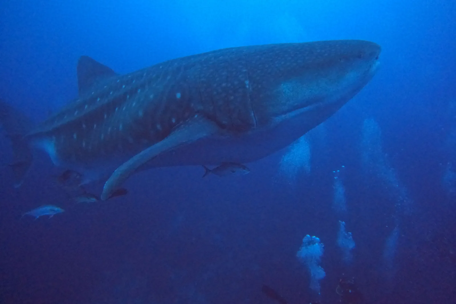 Whale shark passing a group of divers at Darwin