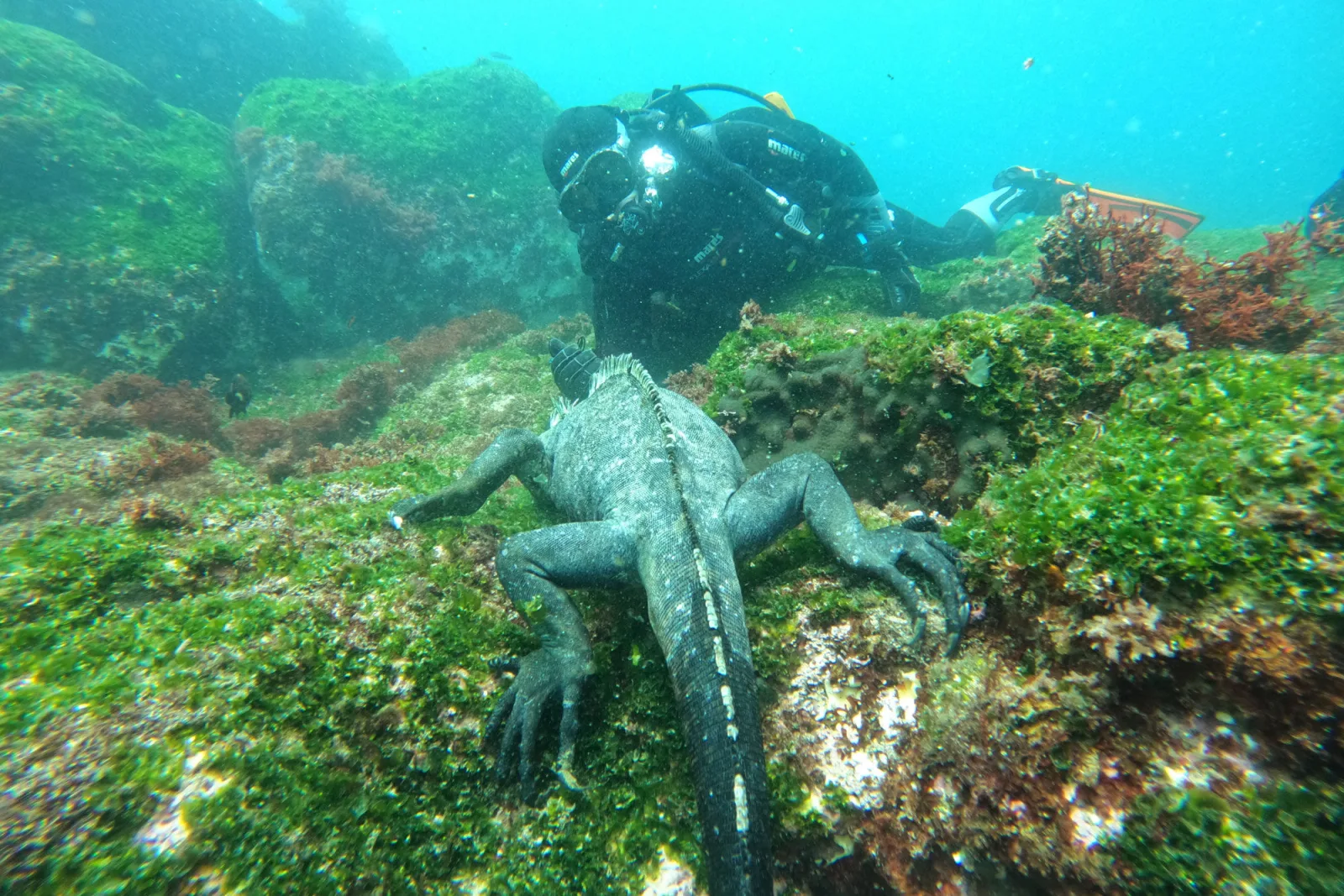 Marine iguana feeding on the rocks with a diver alongside