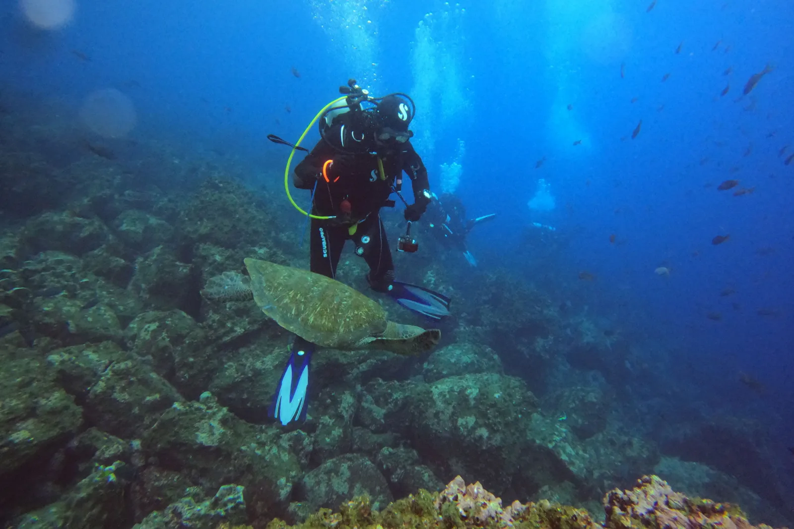 Green turtle and a diver above the reef