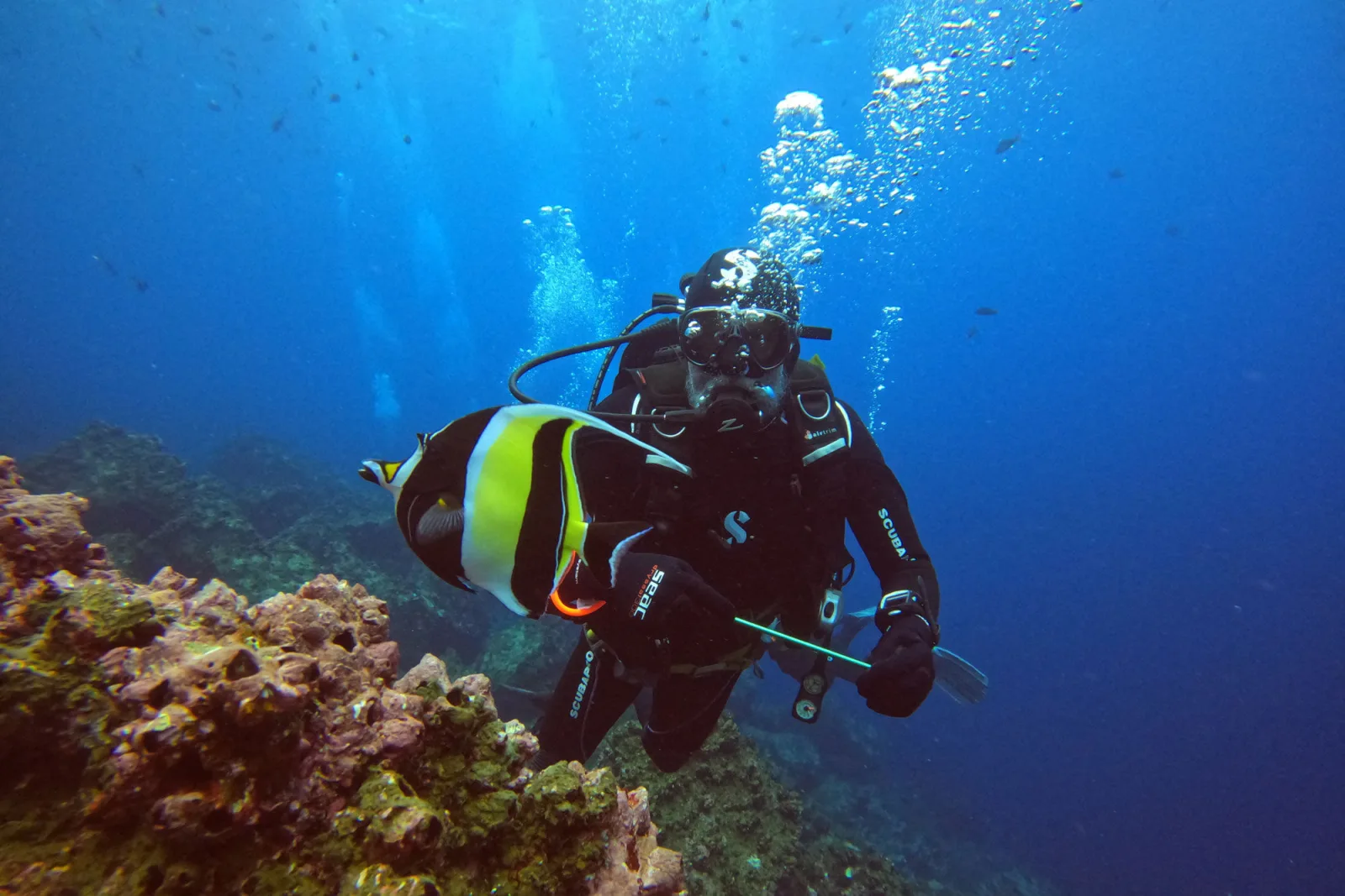 Diver with a butterflyfish on the coral slope
