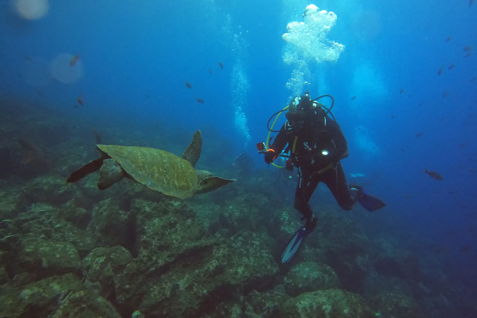 Turtle leaving the reef past a diver