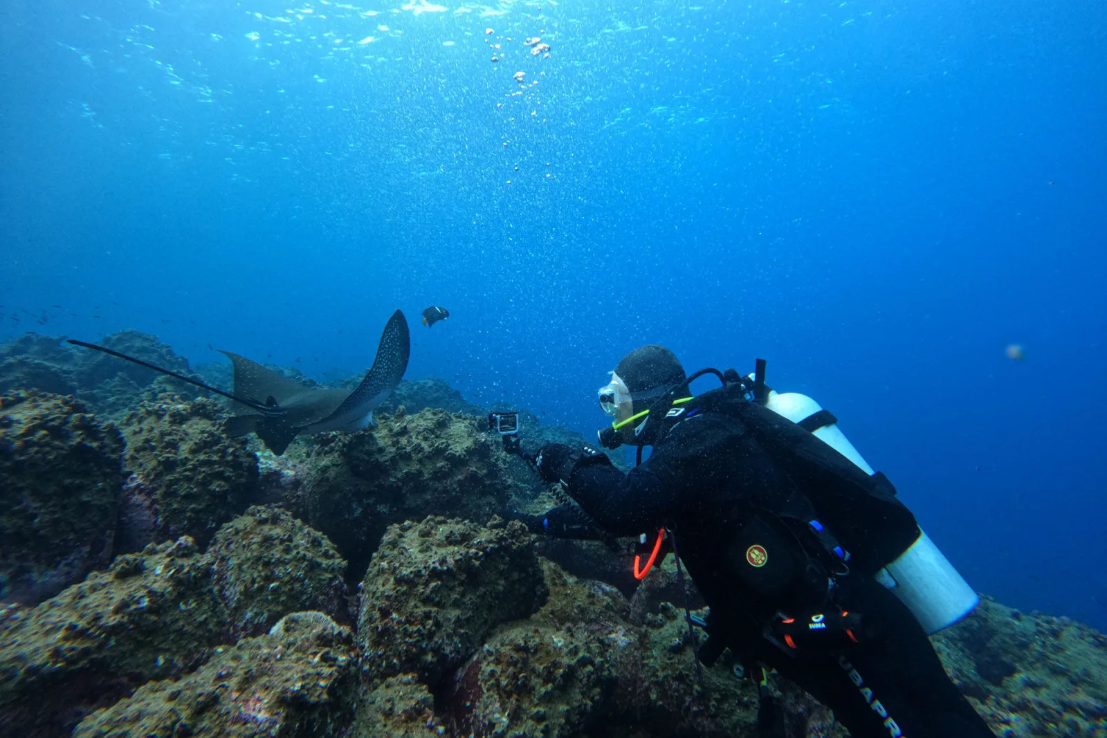 Diver filming a shark over the rocky bottom