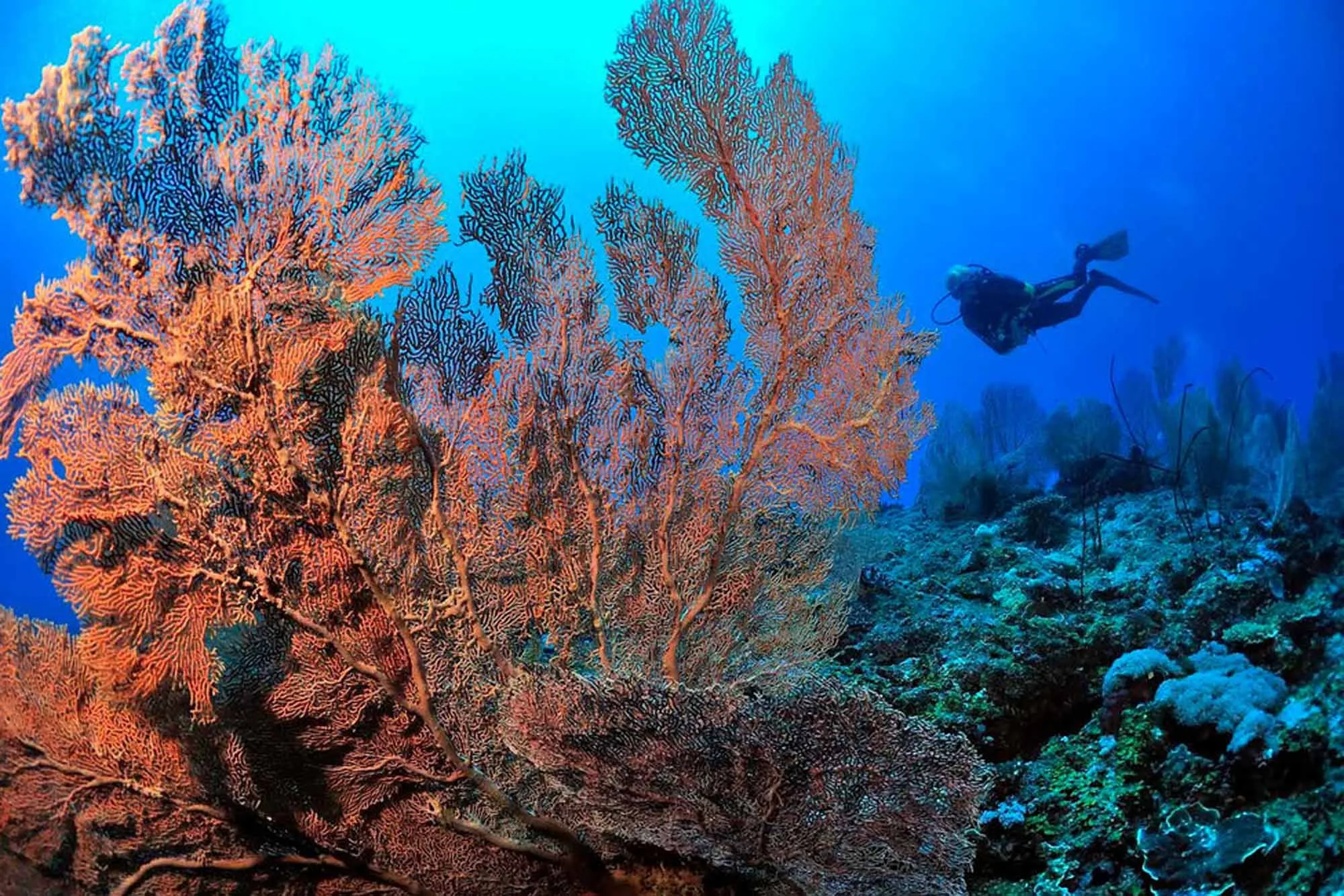 A shoal of tropical fish in blue water above the reef