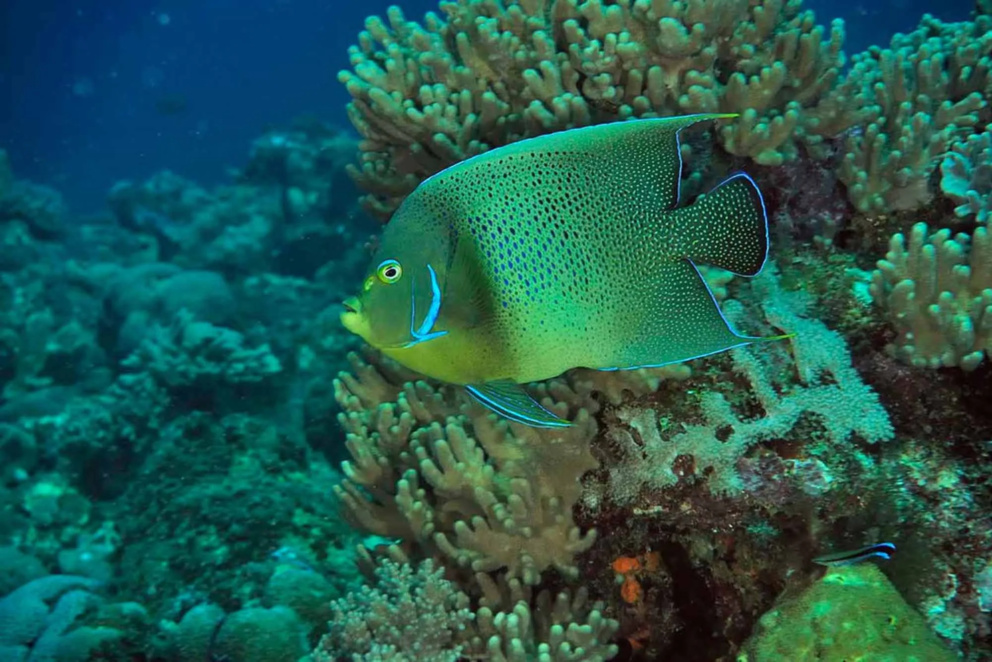 An angelfish among branching corals