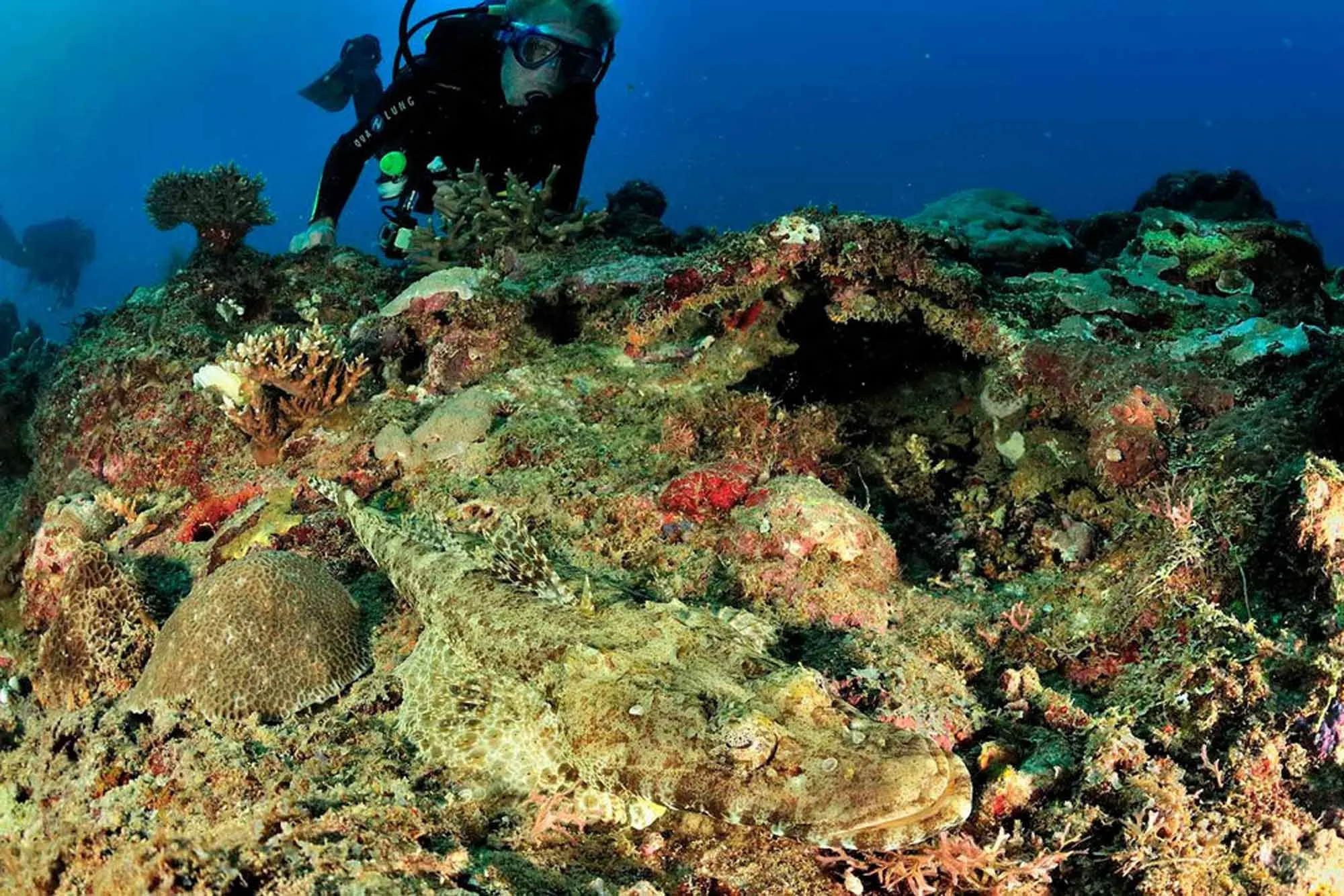 A crocodilefish on the reef plateau with a diver behind it