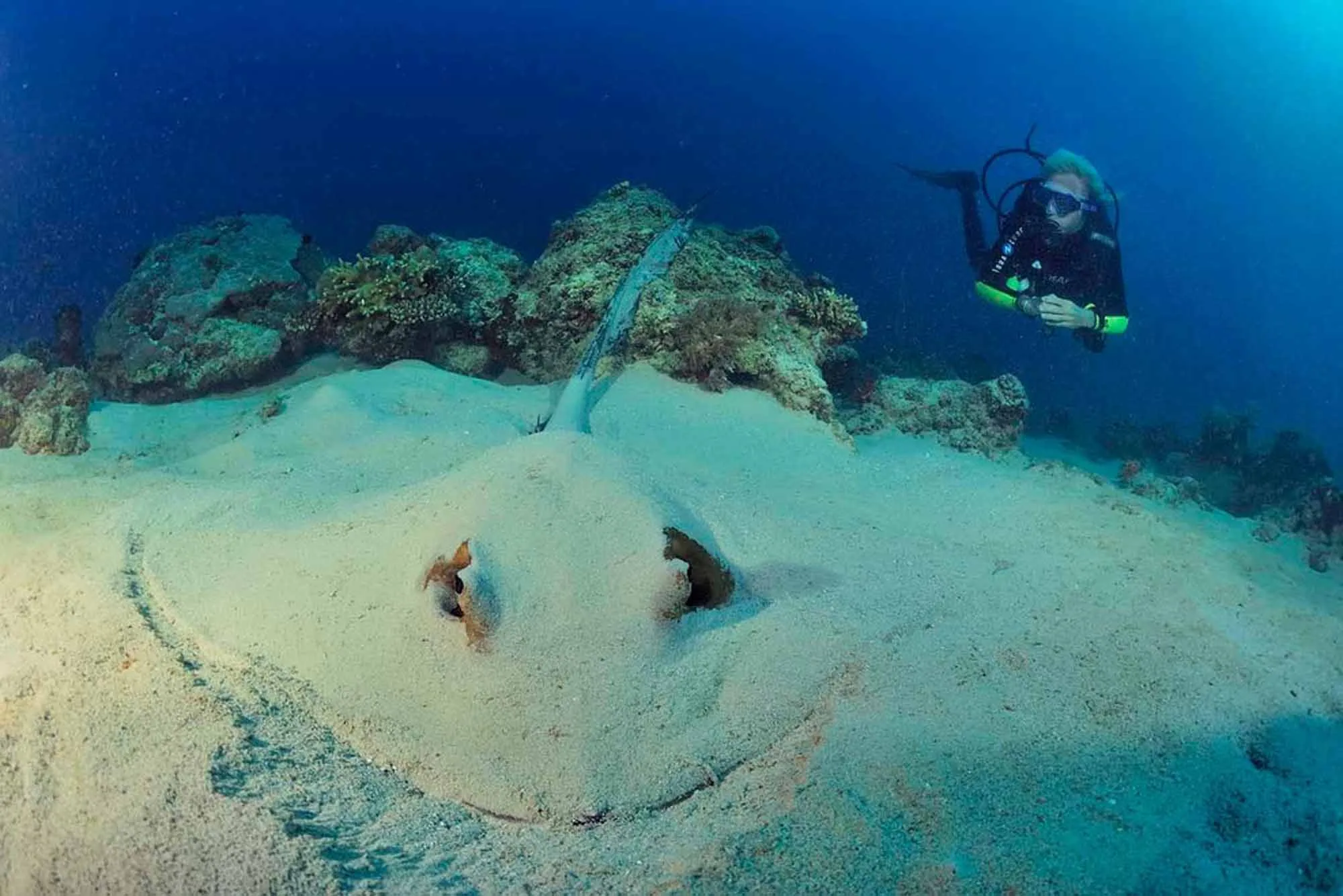 A stingray buried in the sand with a diver alongside