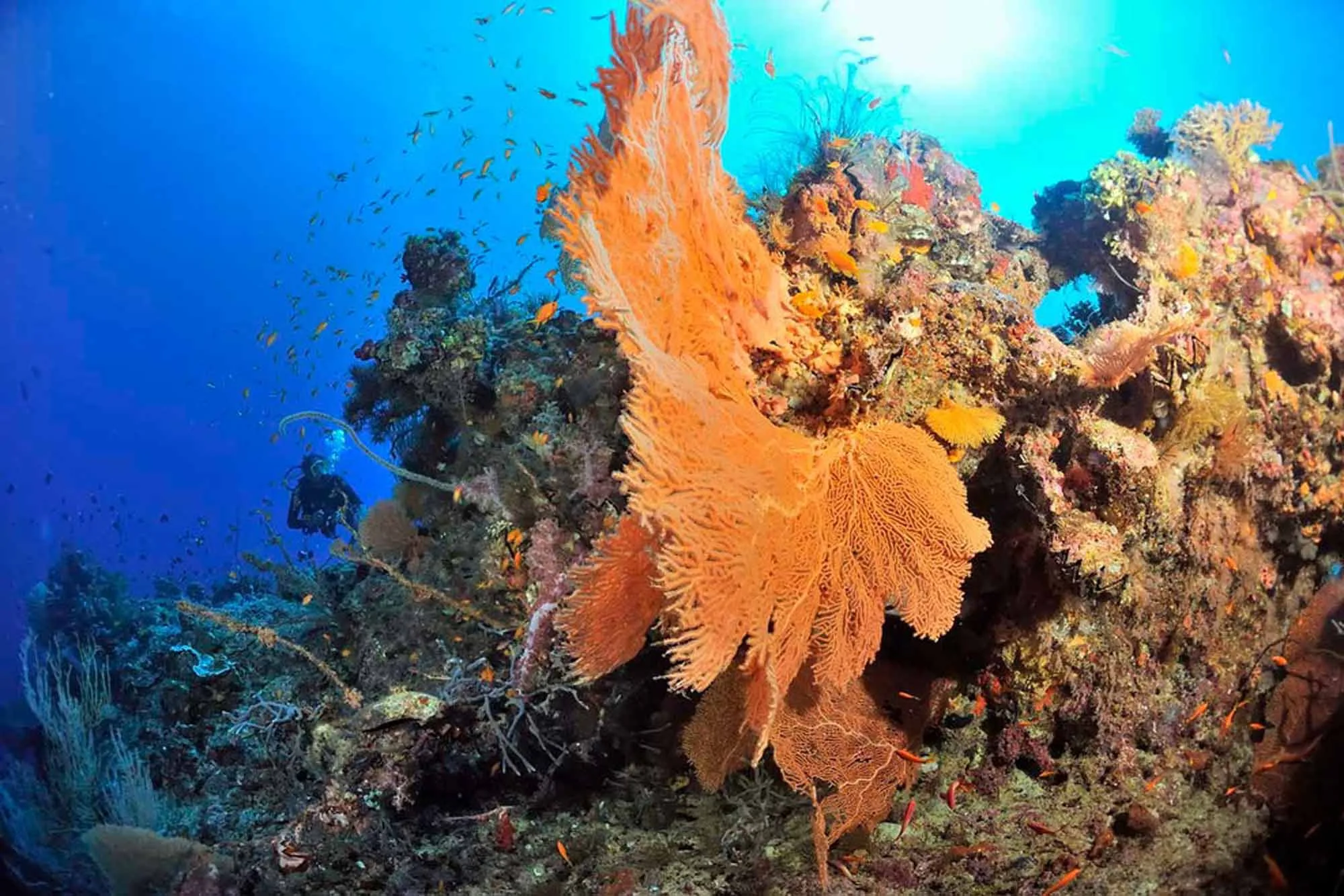 A diver above a large gorgonian on the reef slope