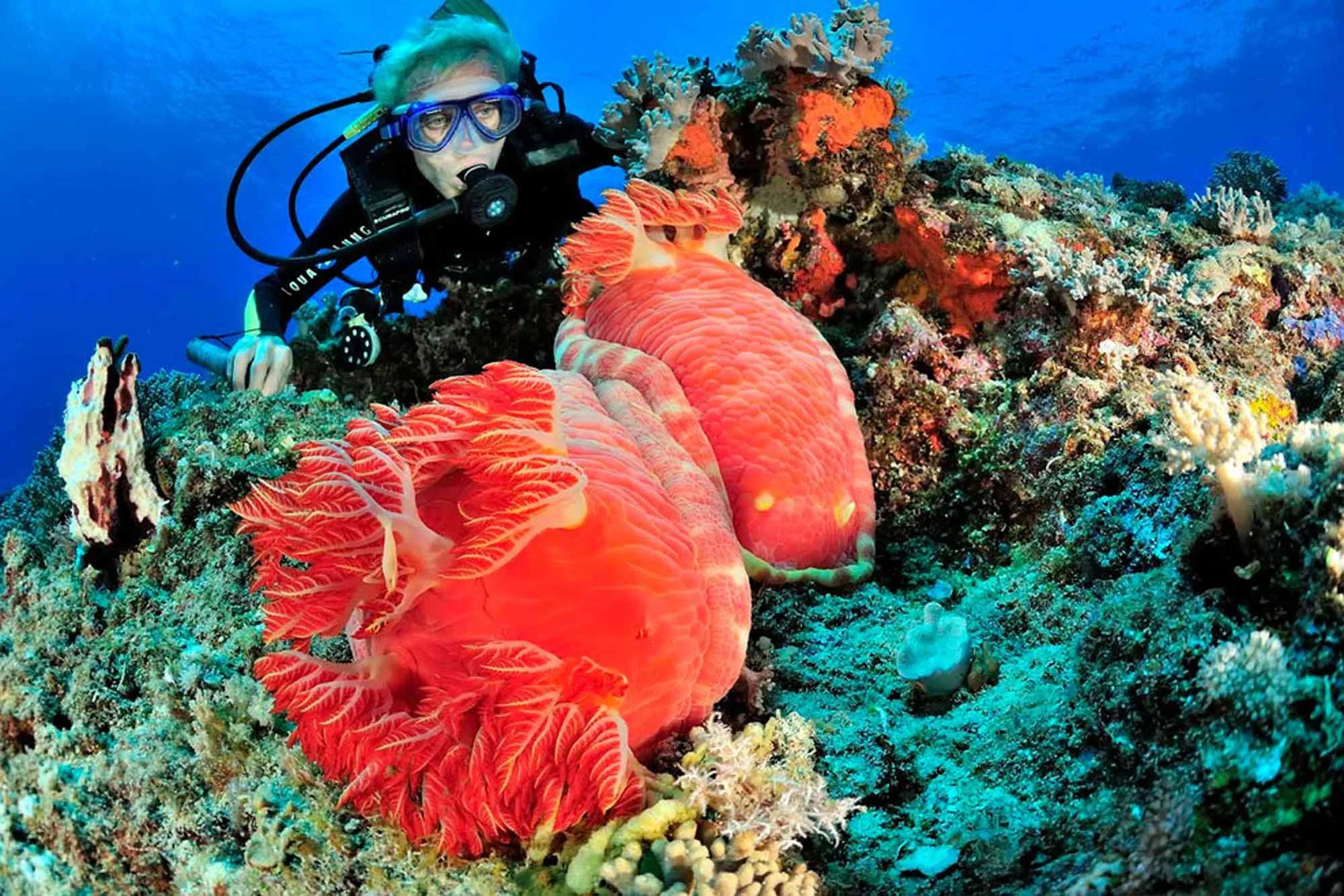 Red soft corals and a diver with a torch