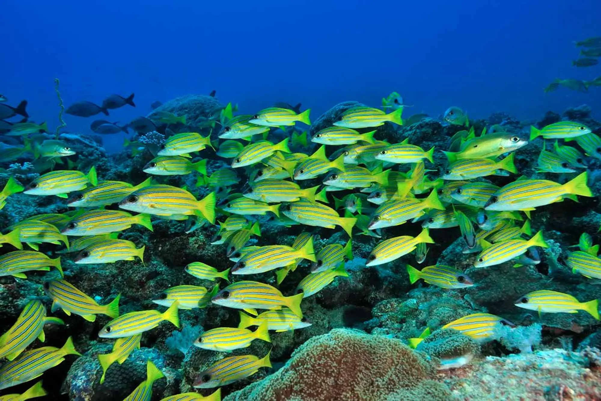 A school of yellow snappers above a coral garden
