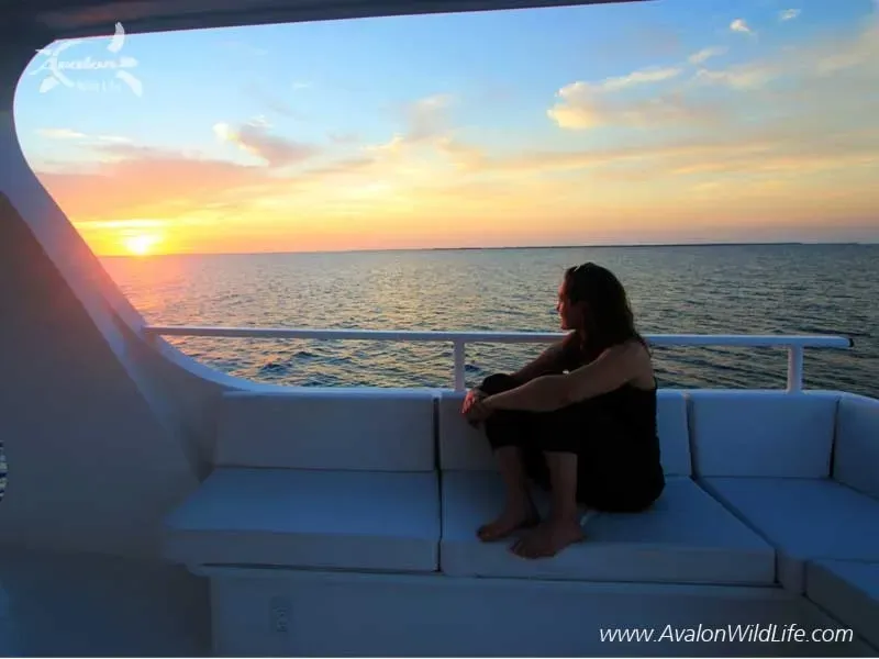 Jardines Avalon F II