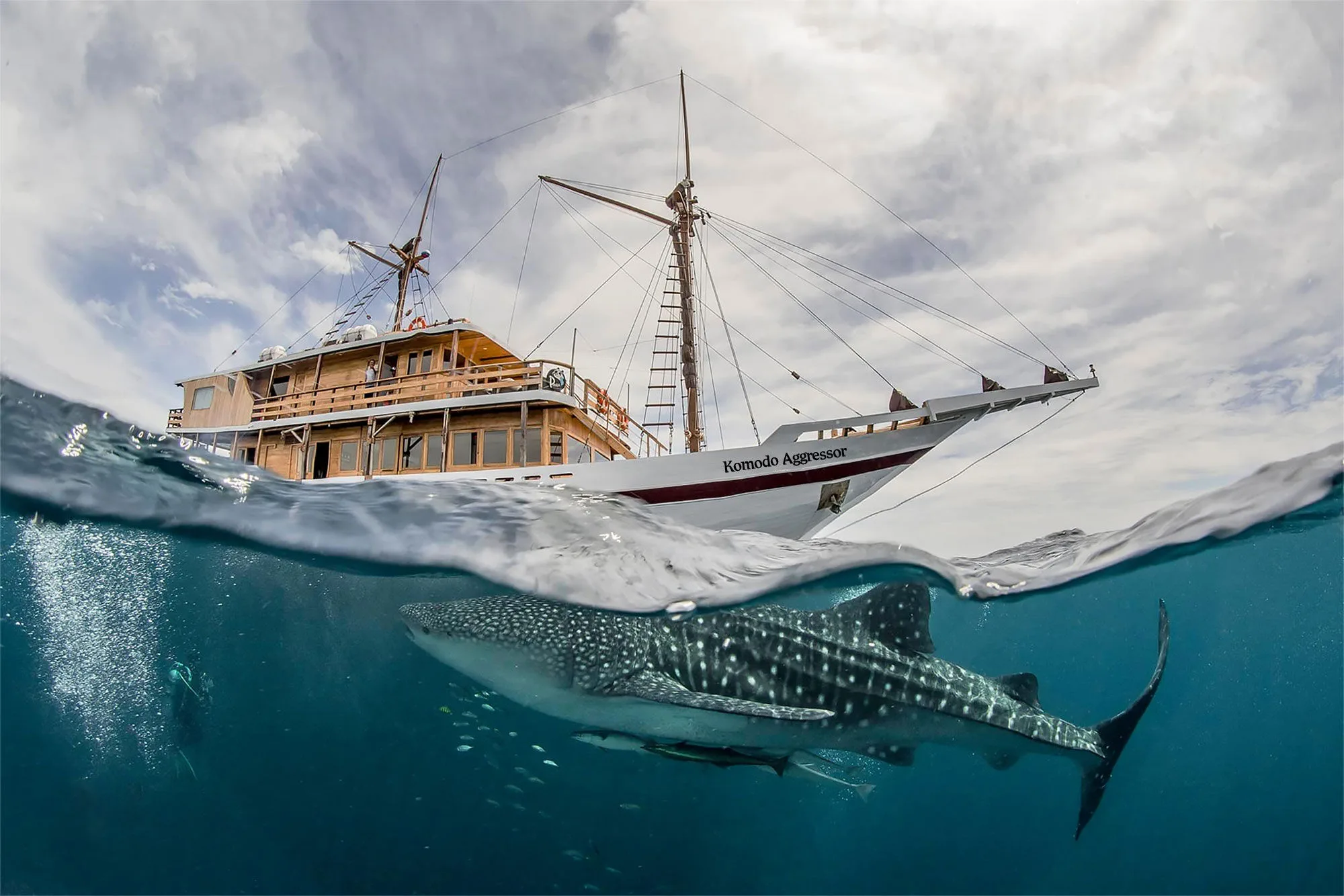 Китовая акула под корпусом Komodo Aggressor — кадр на грани воды и воздуха