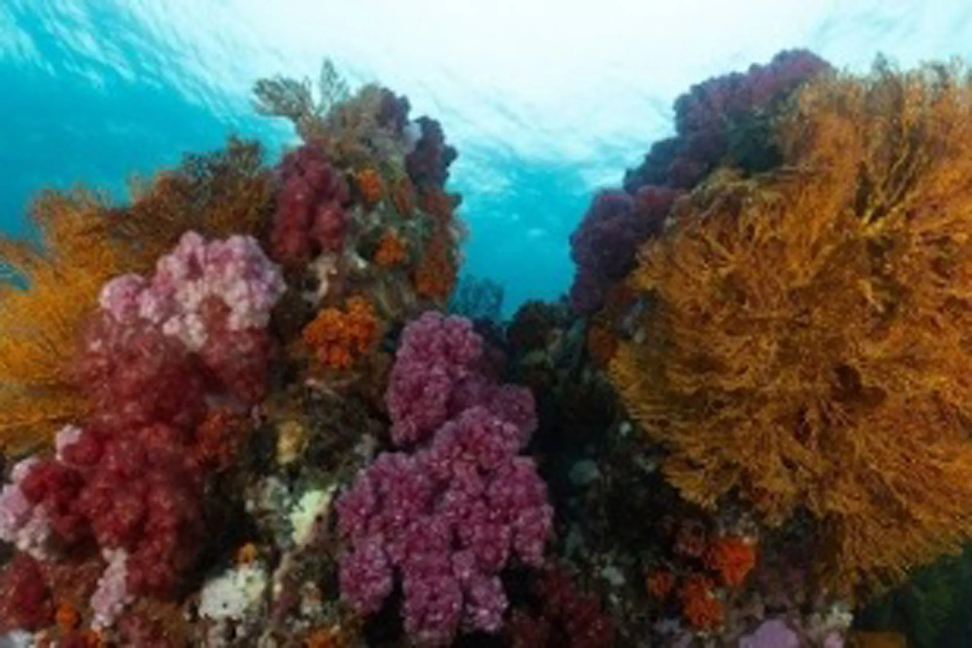 Soft corals and gorgonians on an Andaman Sea dive site