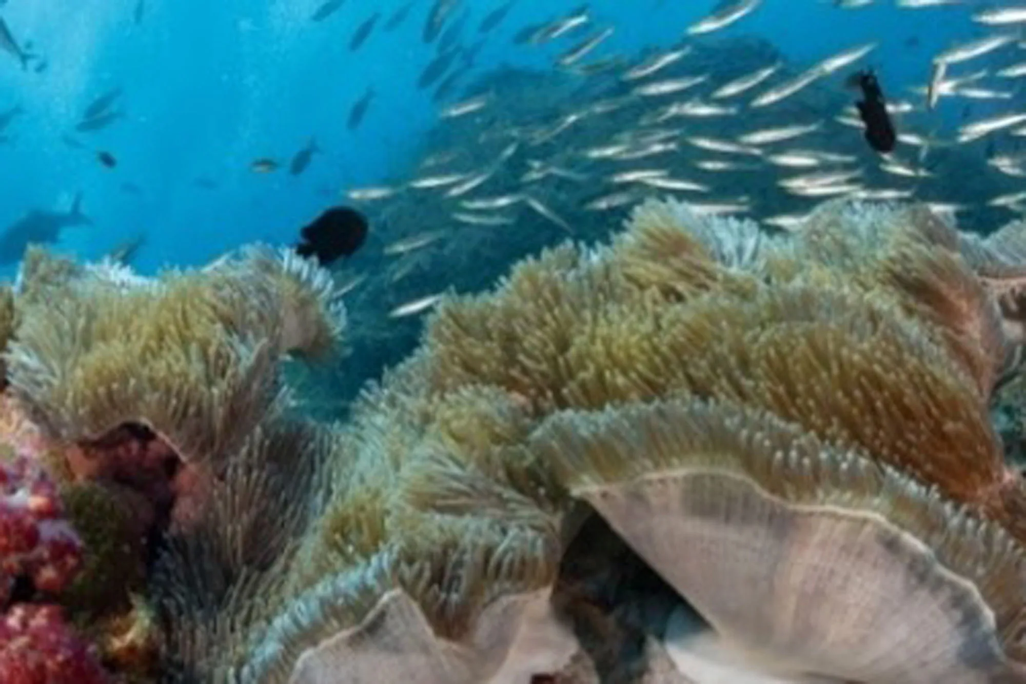 A field of anemones and a school of small fish on an Andaman Sea reef