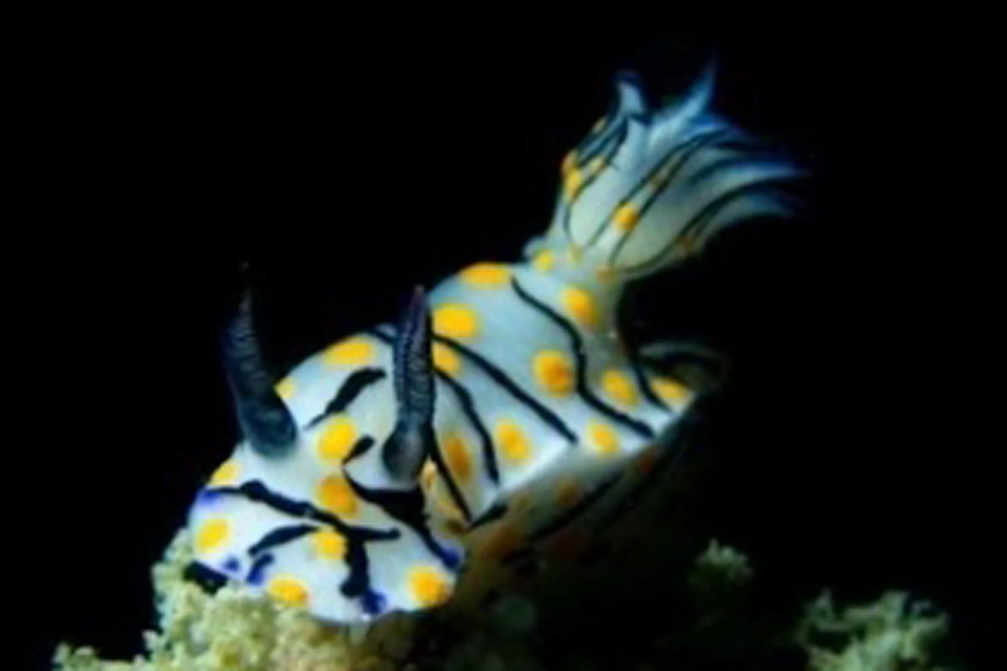 A nudibranch photographed on a night dive from Krishna 3