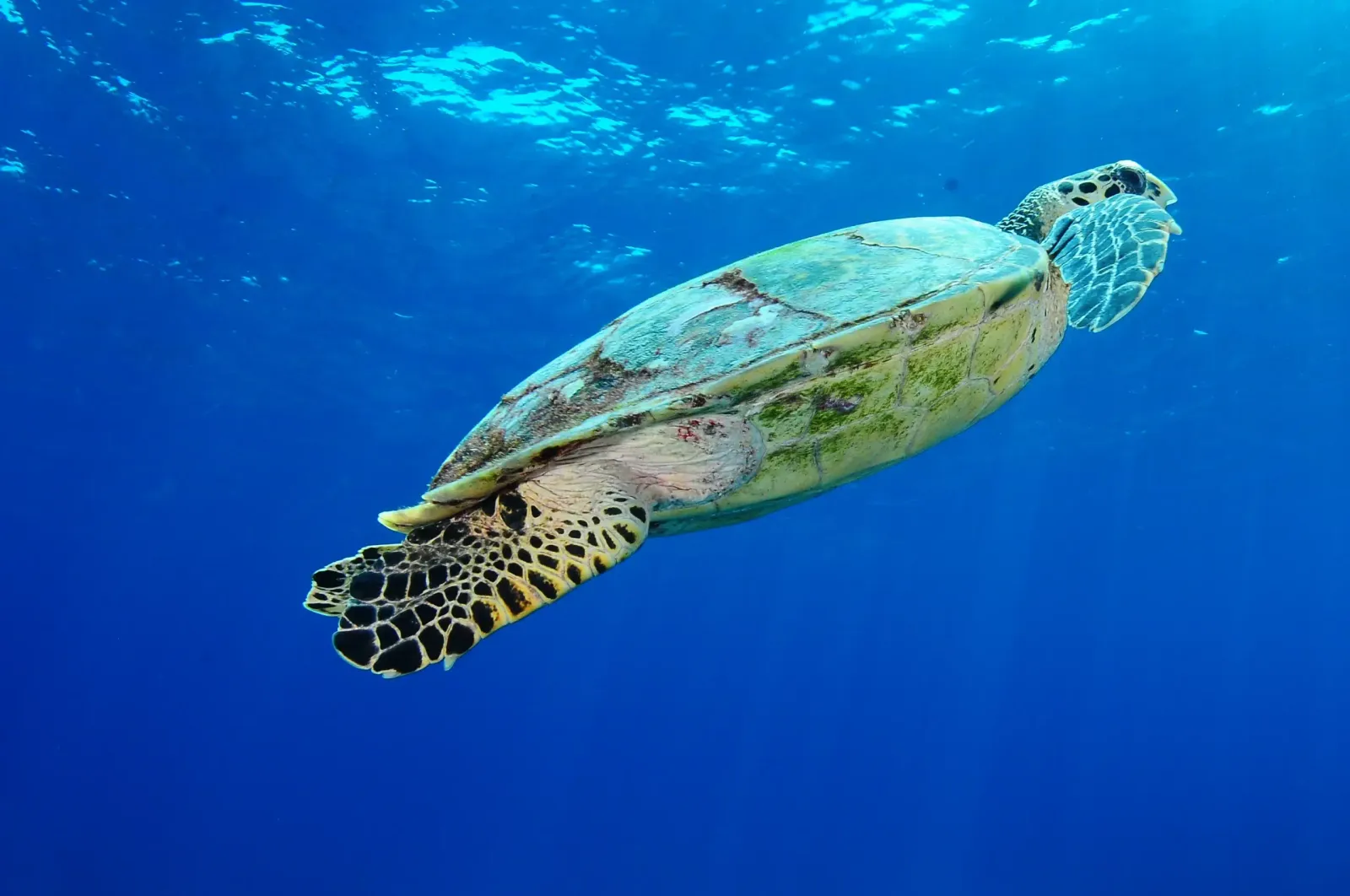 Maldives Crown interior