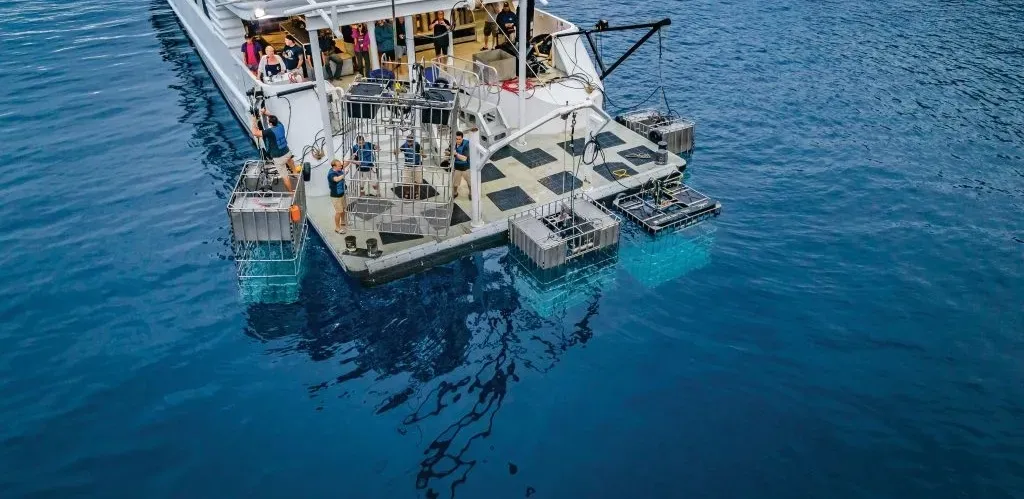 Nautilus Belle Amie — фото 3, дайвинг Мексика