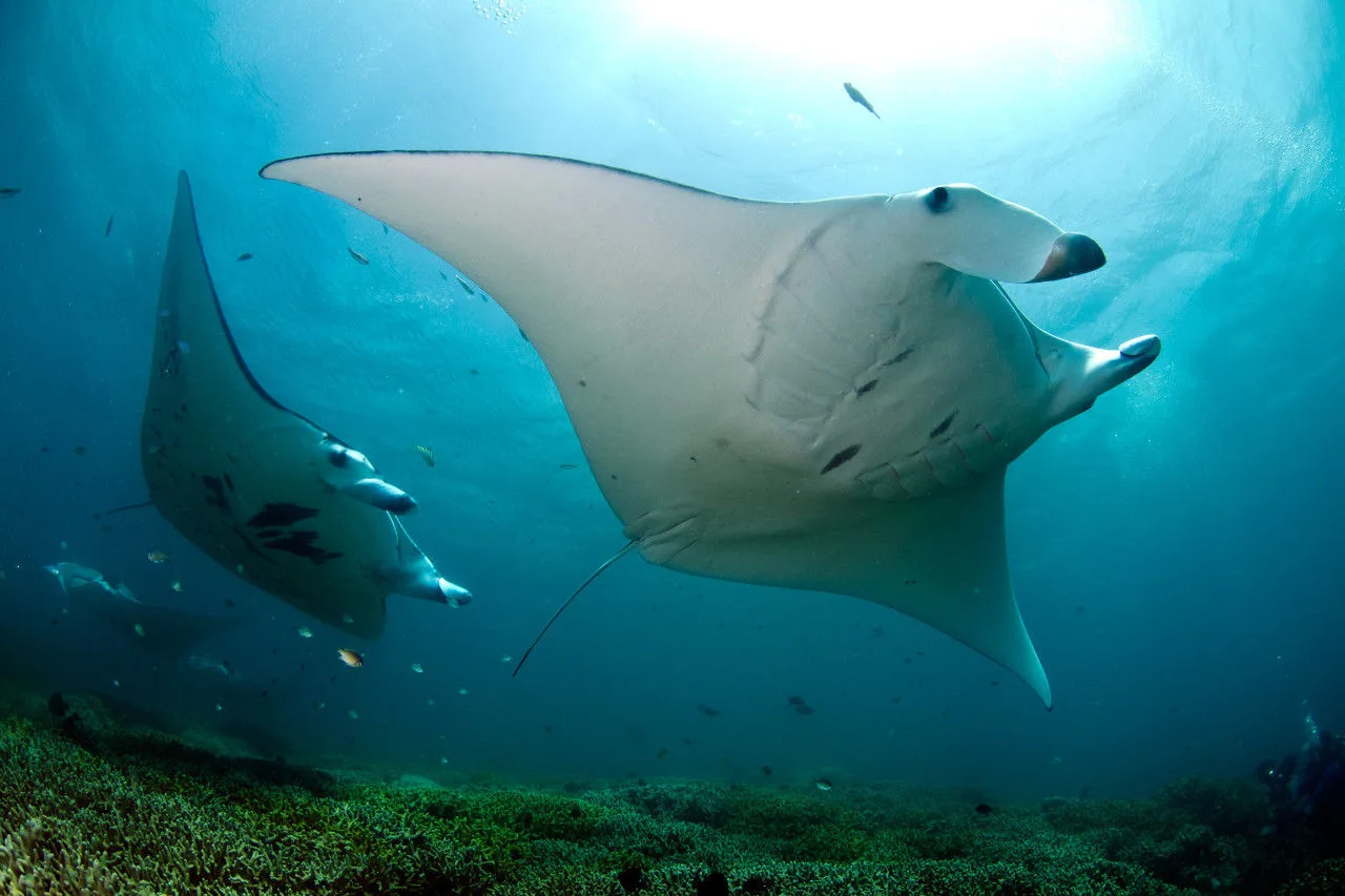 Manta ray at a cleaning station in German Channel