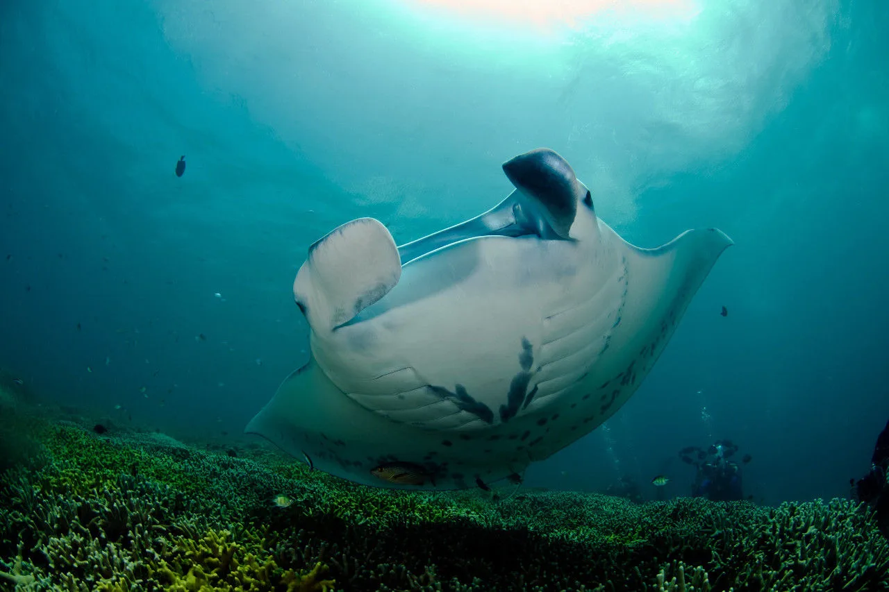 Manta ray over the coral bottom by the reefs of Palau