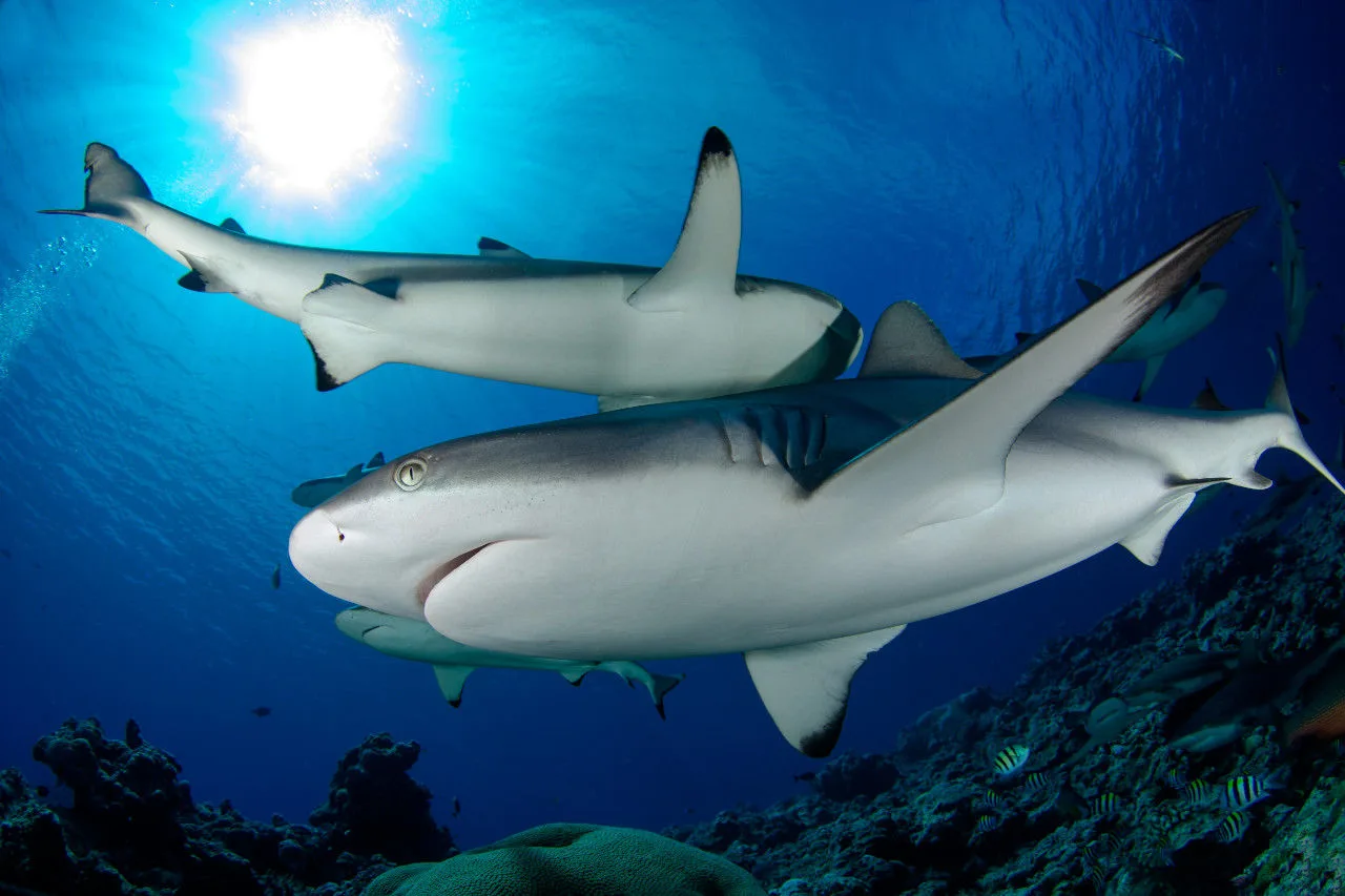 Blacktip reef sharks on a dive in Palau