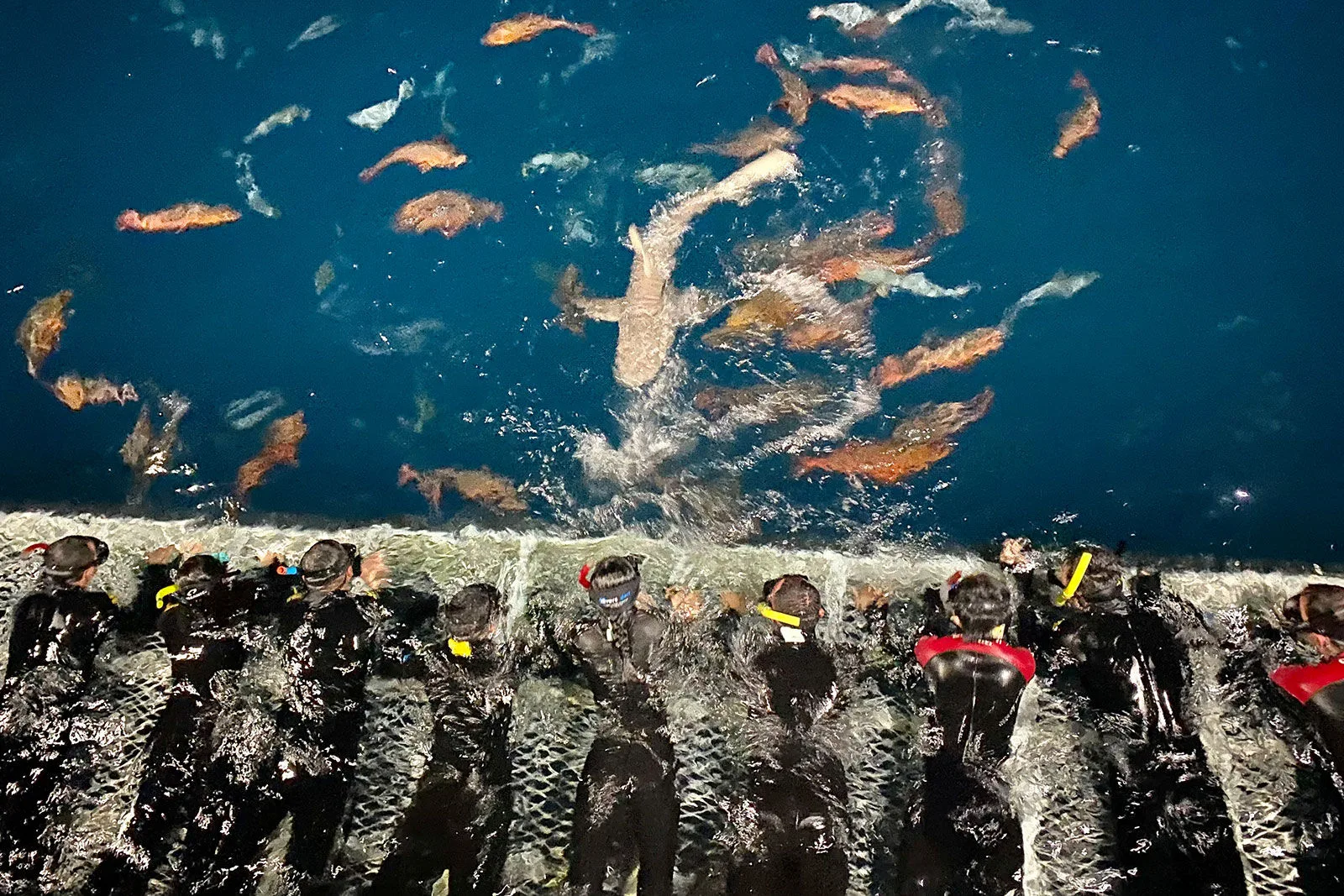 Snorkelers beside the hull among fish in clear water, seen from above