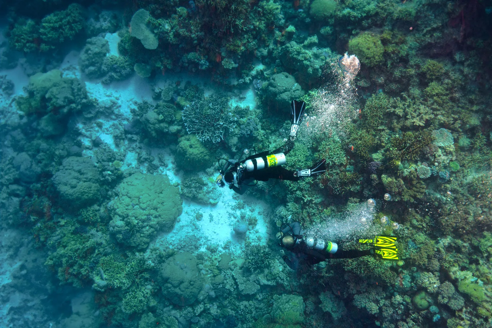 Two divers above the coral garden of the outer reef