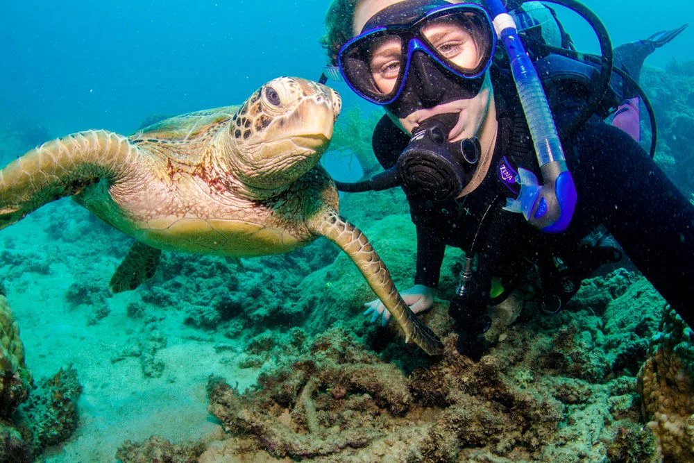 Green turtle next to a diver on the reef