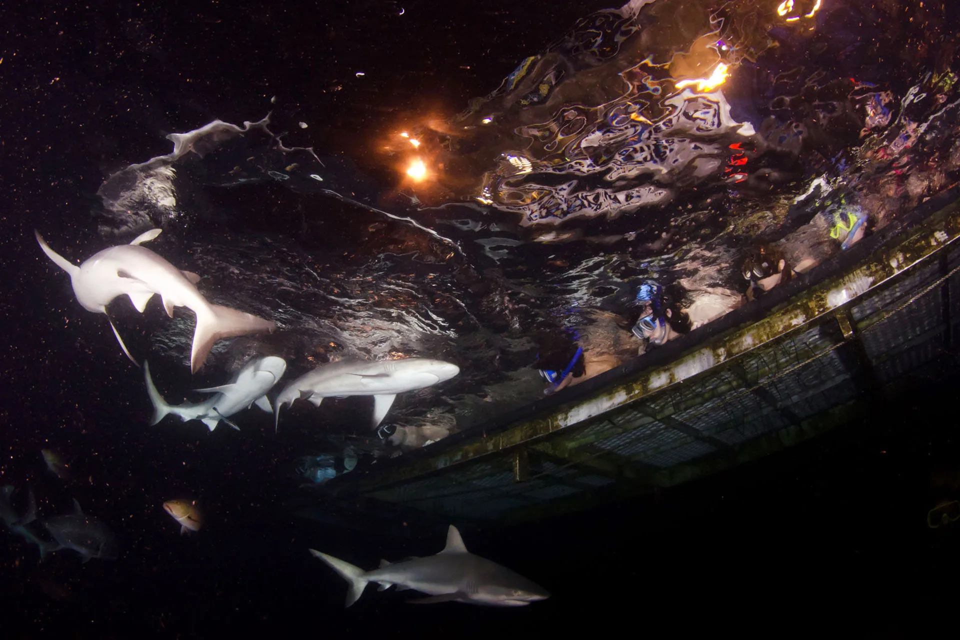 Shark in the Dark — reef sharks under the hull at night