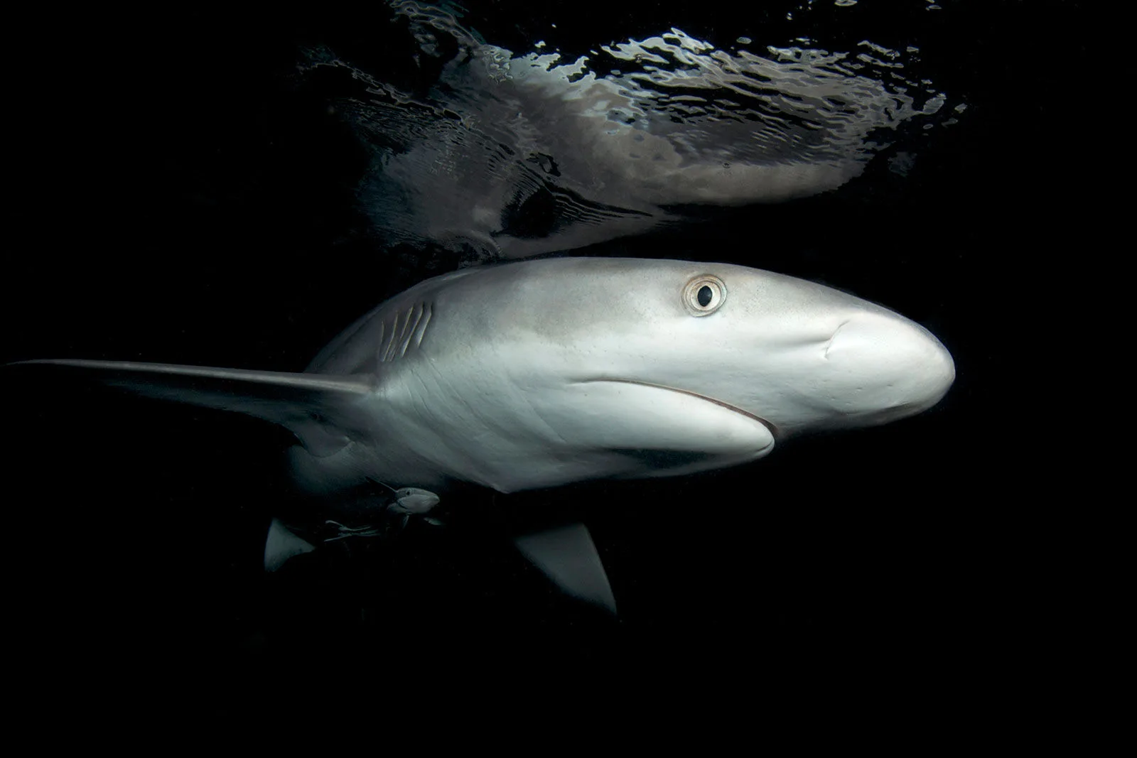 Grey reef shark near the surface during a night dive