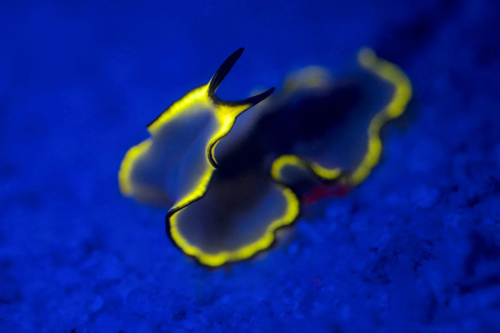 Fluoro diving — a glowing flatworm under blue light