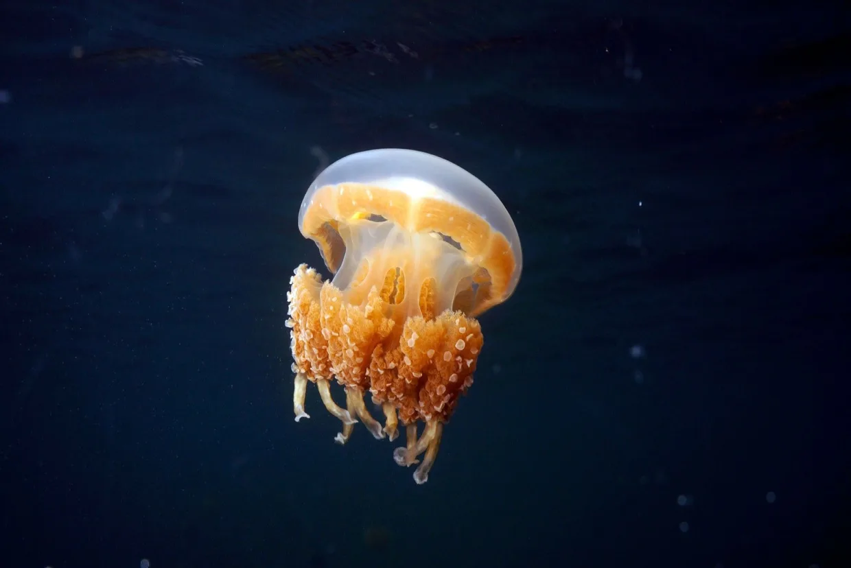 A golden jellyfish in mid-water