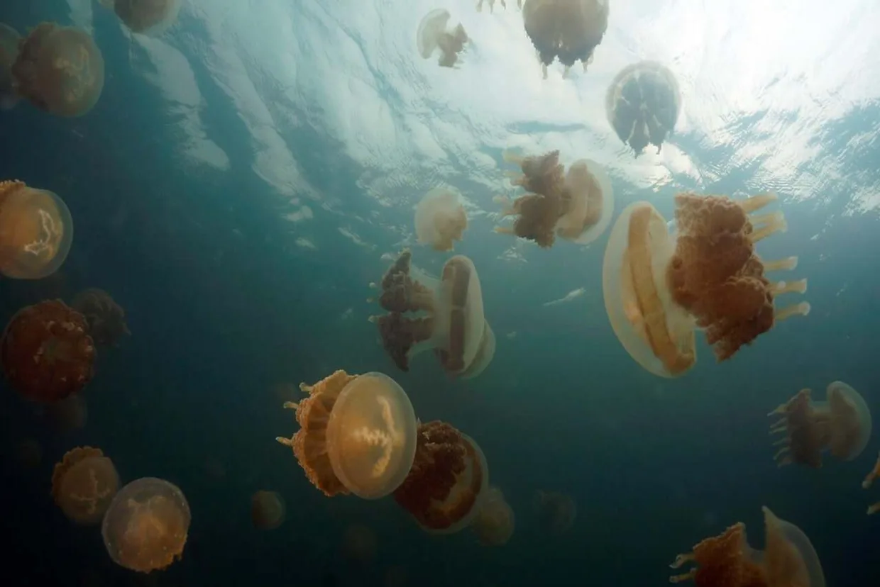 Jellyfish Lake — hundreds of golden jellyfish near the surface