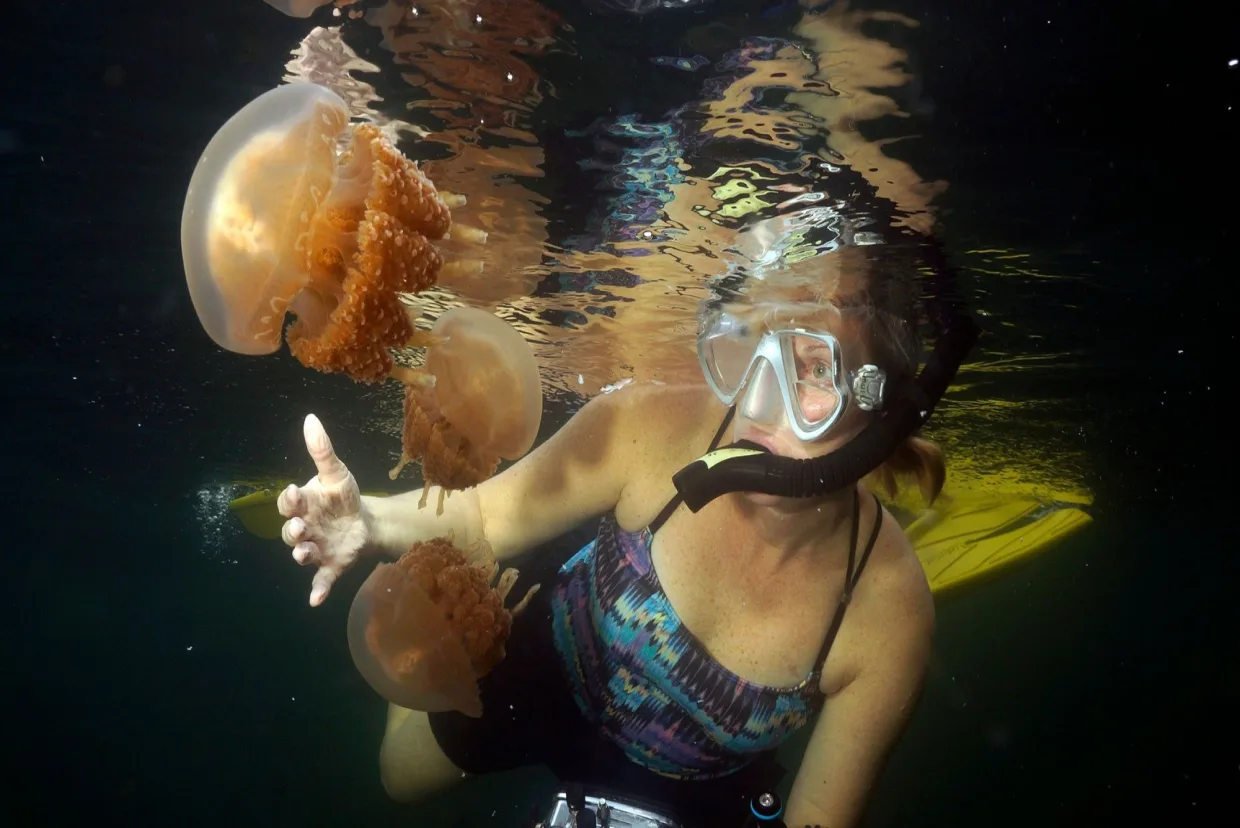 A snorkeller among the jellyfish in Jellyfish Lake
