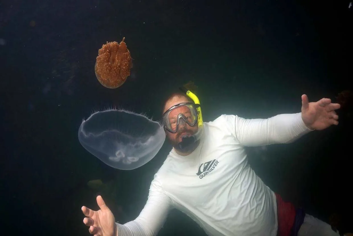 A snorkeller examining a jellyfish